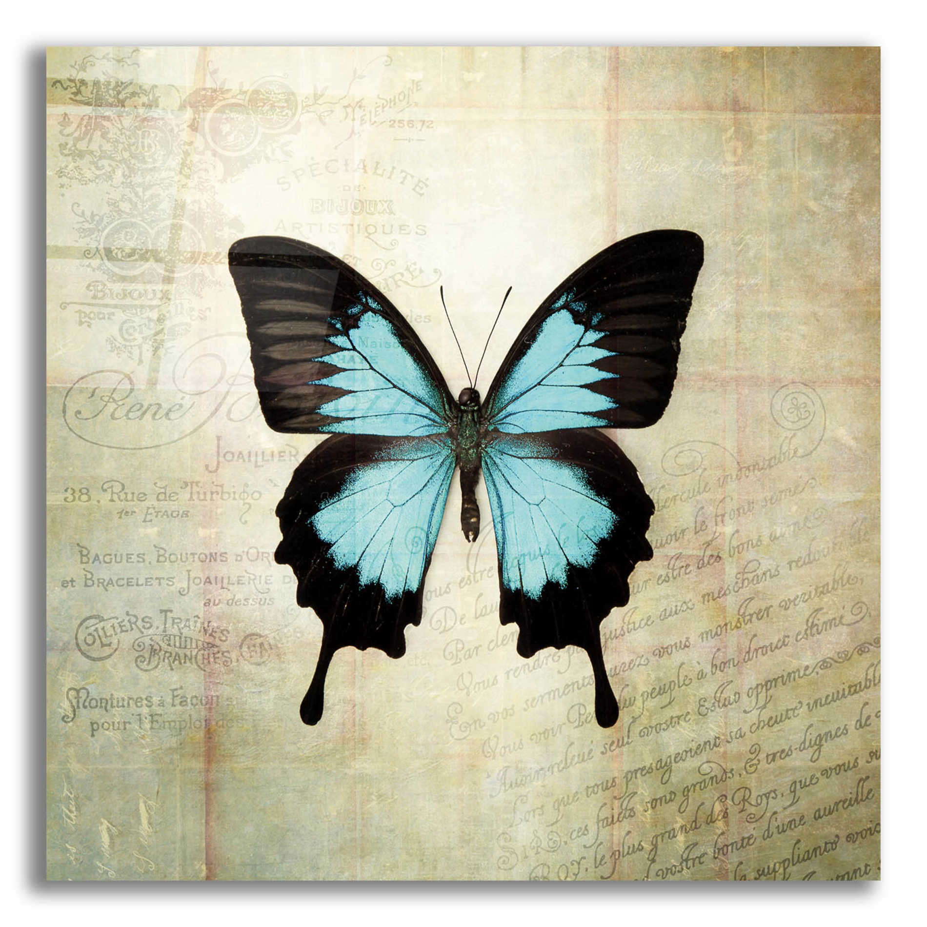 Epic Art 'French Butterfly III' by Debra Van Swearingen, Acrylic Glass Wall Art,12x12