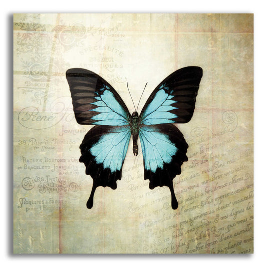 Epic Art 'French Butterfly III' by Debra Van Swearingen, Acrylic Glass Wall Art