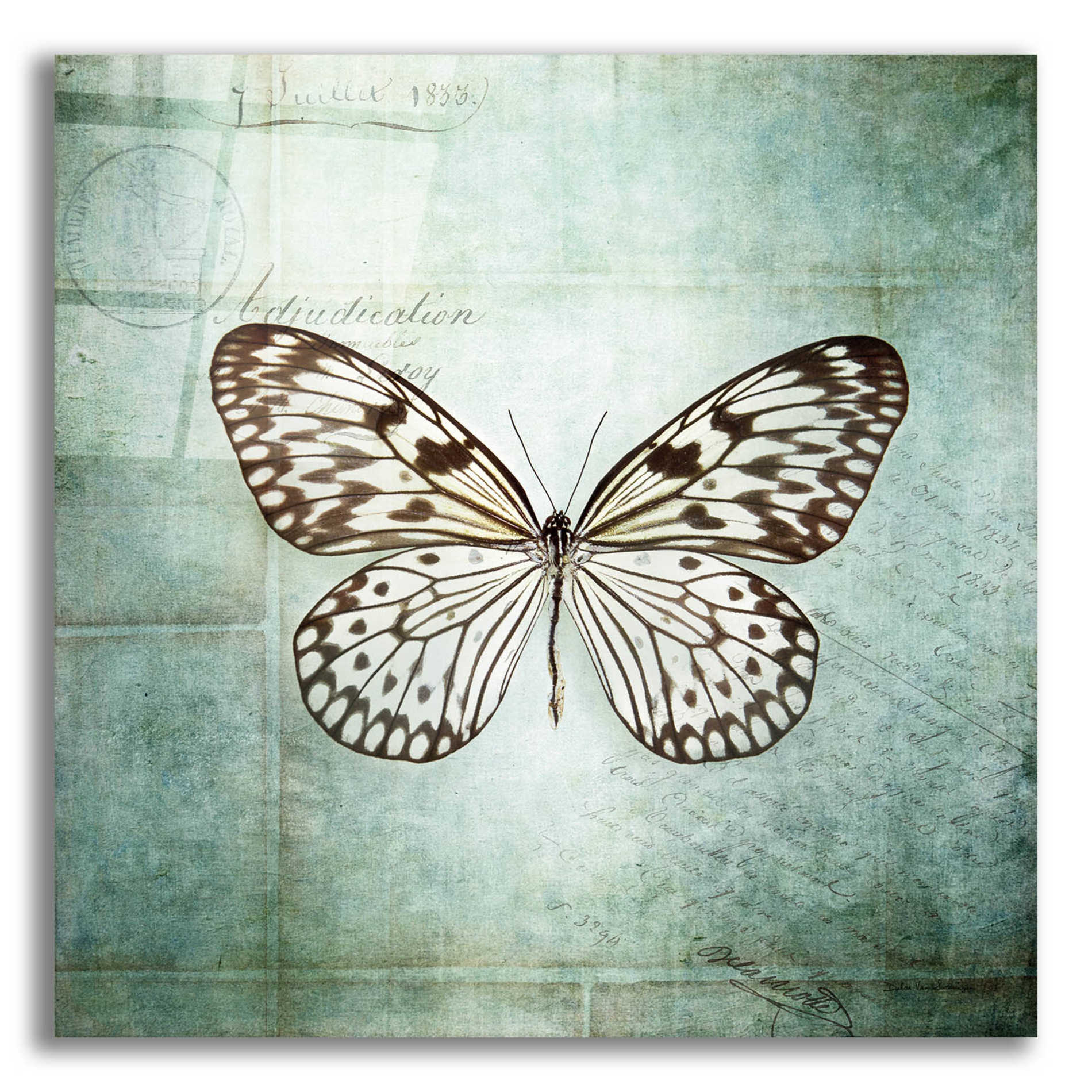 Epic Art 'French Butterfly V' by Debra Van Swearingen, Acrylic Glass Wall Art,12x12