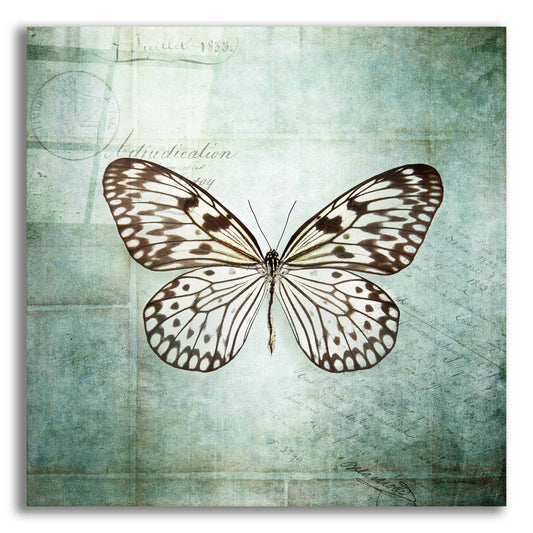 Epic Art 'French Butterfly V' by Debra Van Swearingen, Acrylic Glass Wall Art