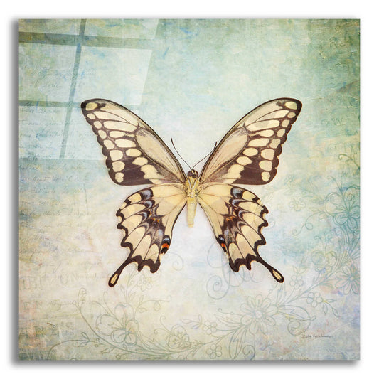 Epic Art 'French Butterfly VI' by Debra Van Swearingen, Acrylic Glass Wall Art