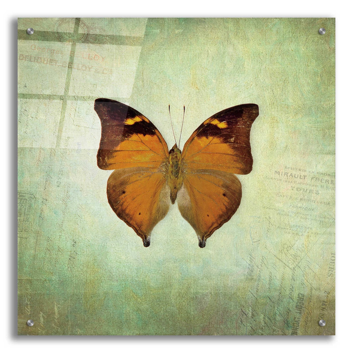 Epic Art 'French Butterfly VII' by Debra Van Swearingen, Acrylic Glass Wall Art,24x24