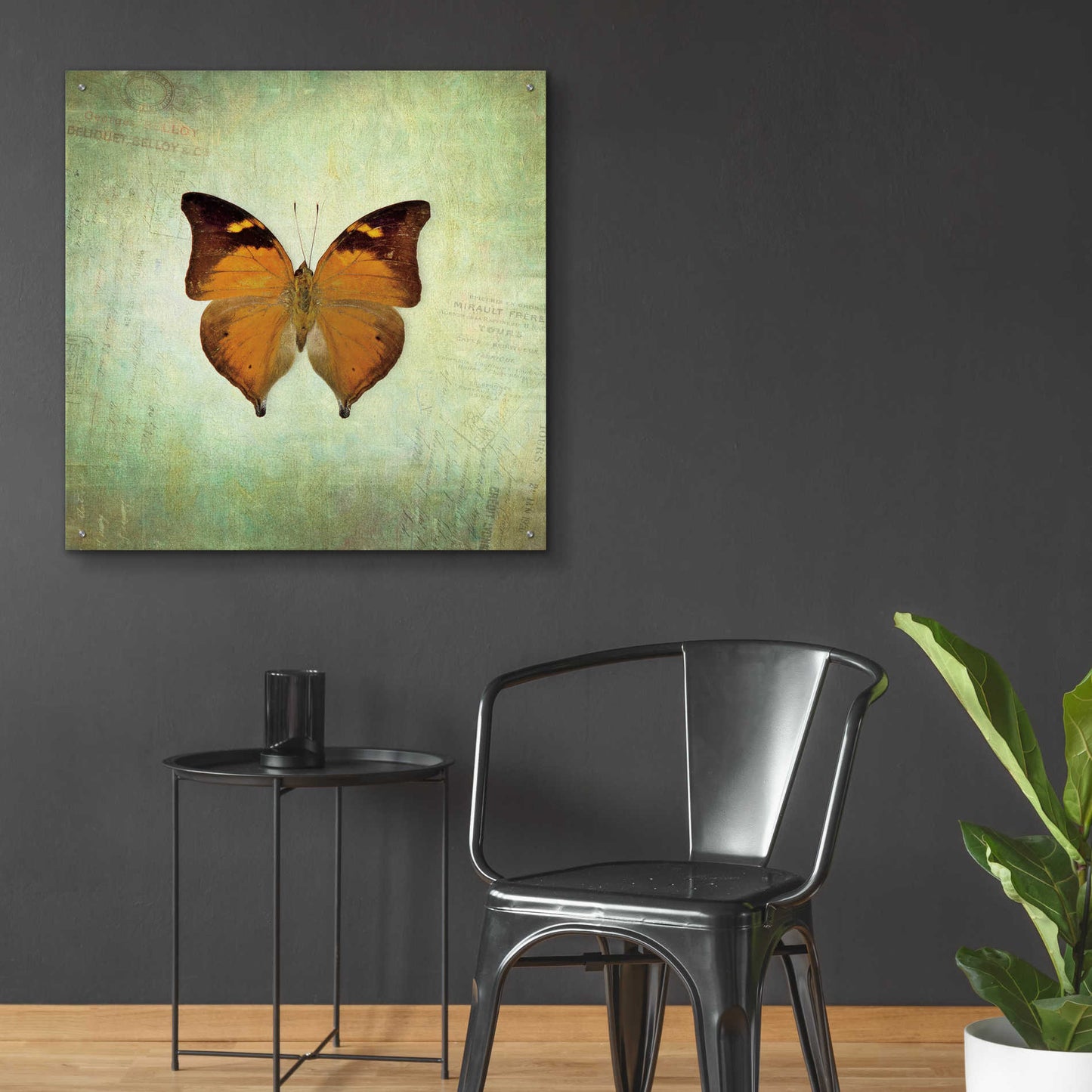 Epic Art 'French Butterfly VII' by Debra Van Swearingen, Acrylic Glass Wall Art,36x36