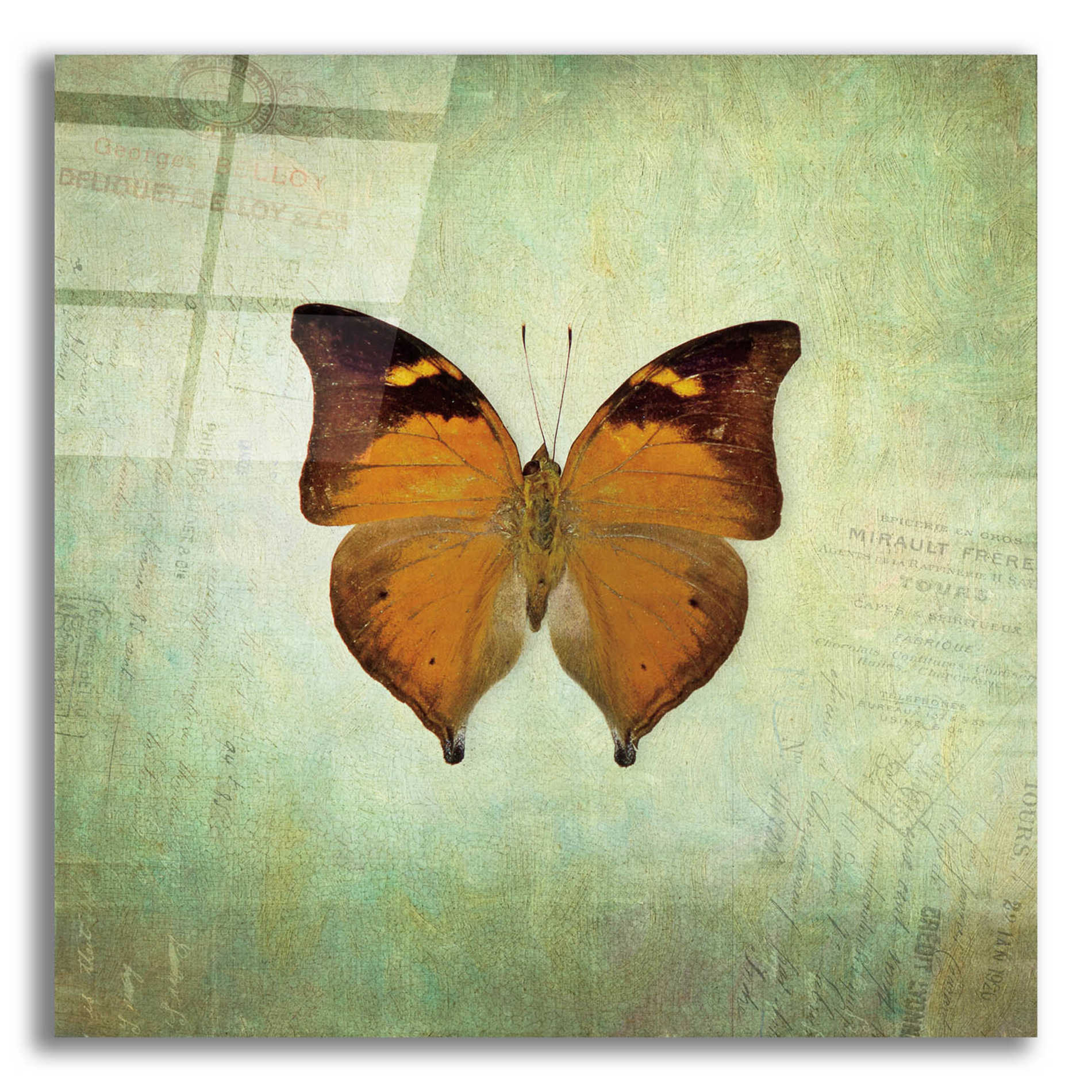 Epic Art 'French Butterfly VII' by Debra Van Swearingen, Acrylic Glass Wall Art