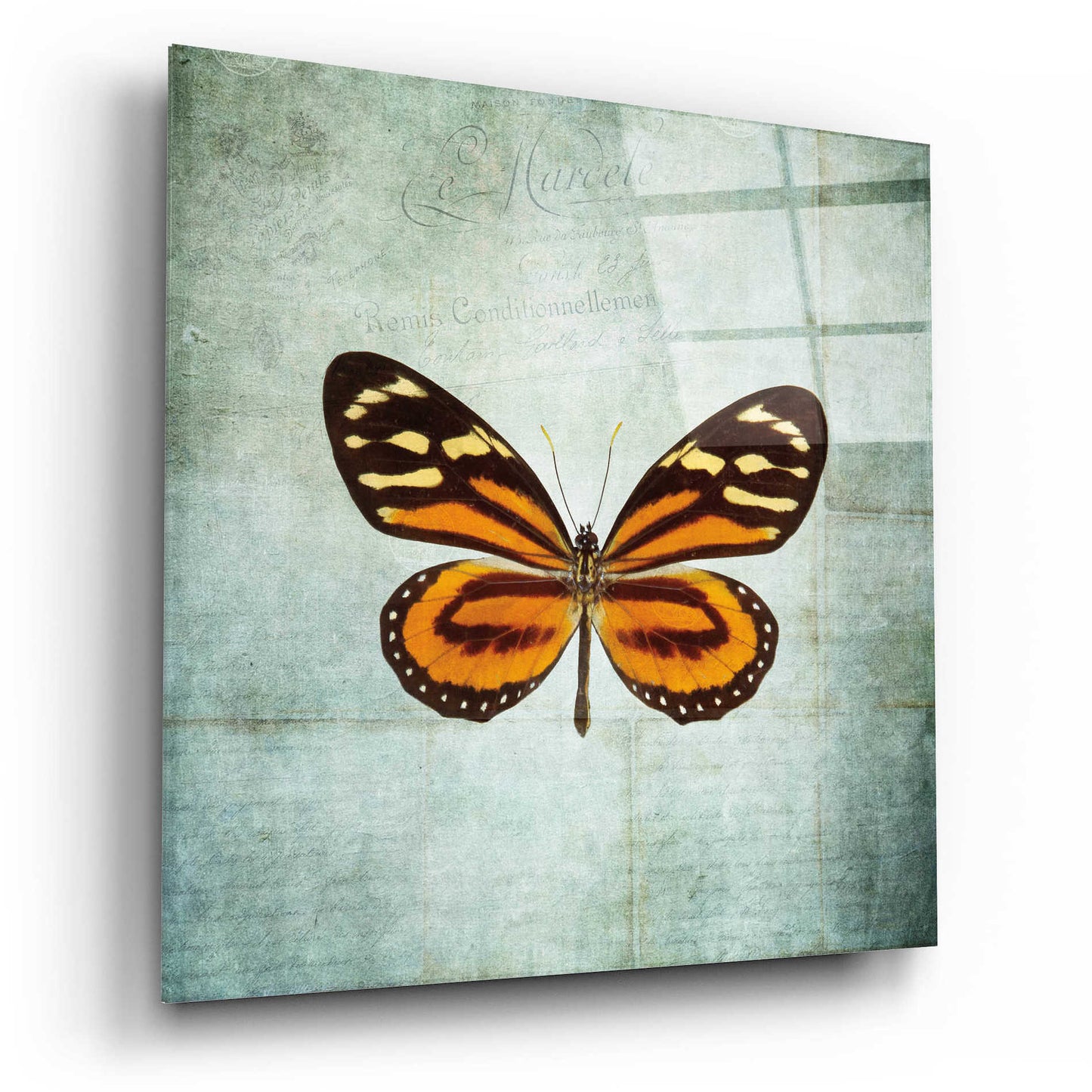 Epic Art 'French Butterfly VIII' by Debra Van Swearingen, Acrylic Glass Wall Art,12x12