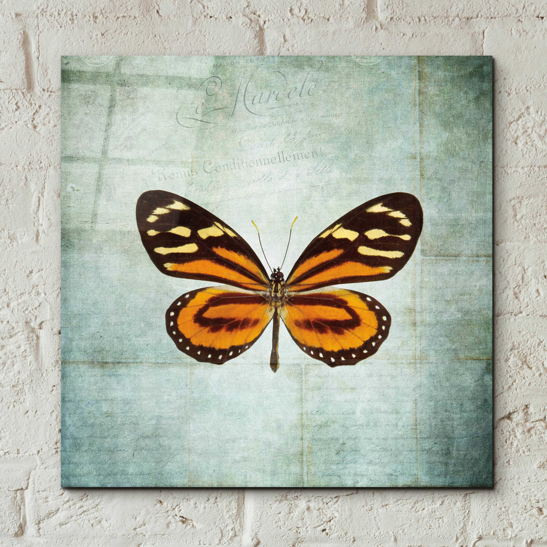 Epic Art 'French Butterfly VIII' by Debra Van Swearingen, Acrylic Glass Wall Art,12x12