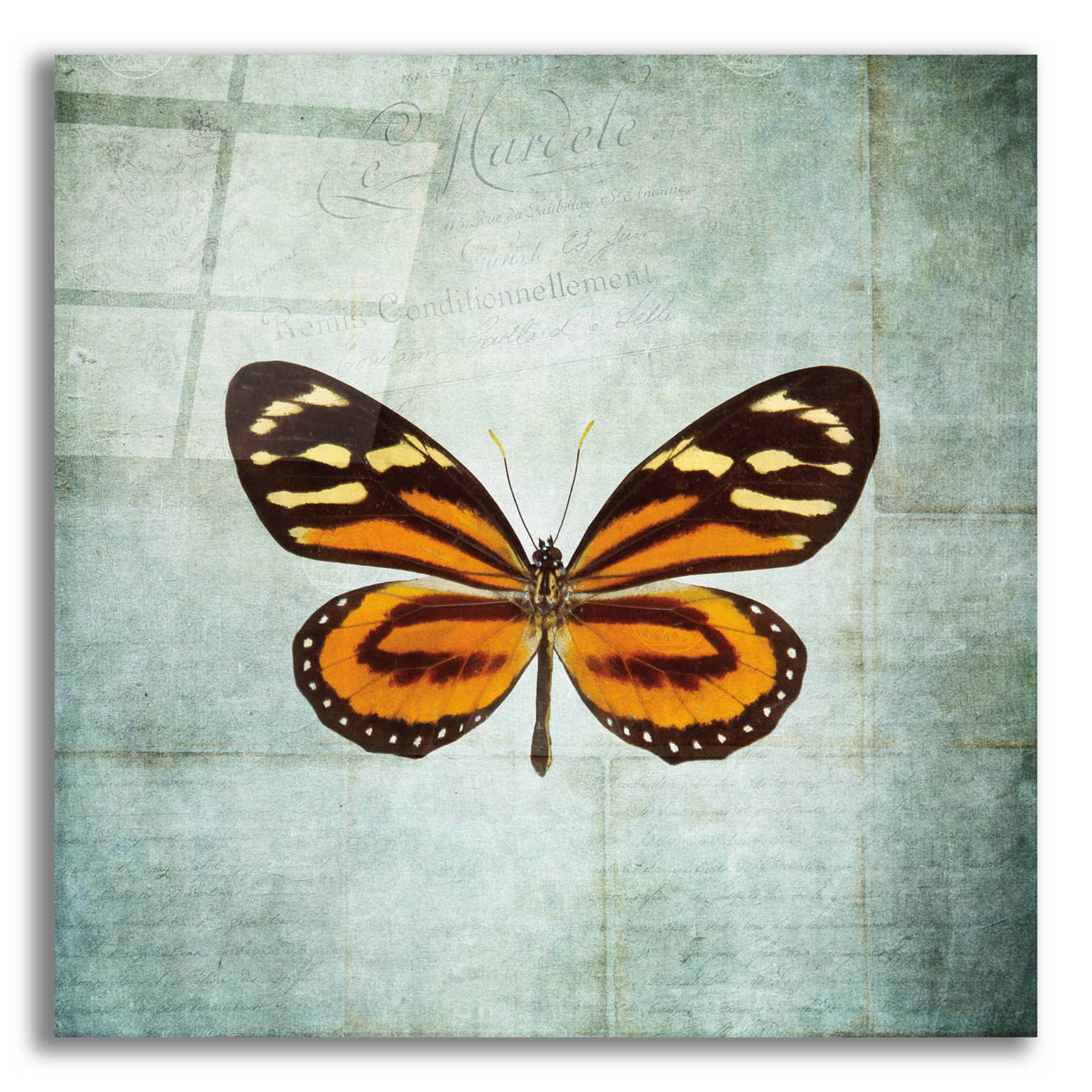 Epic Art 'French Butterfly VIII' by Debra Van Swearingen, Acrylic Glass Wall Art,12x12