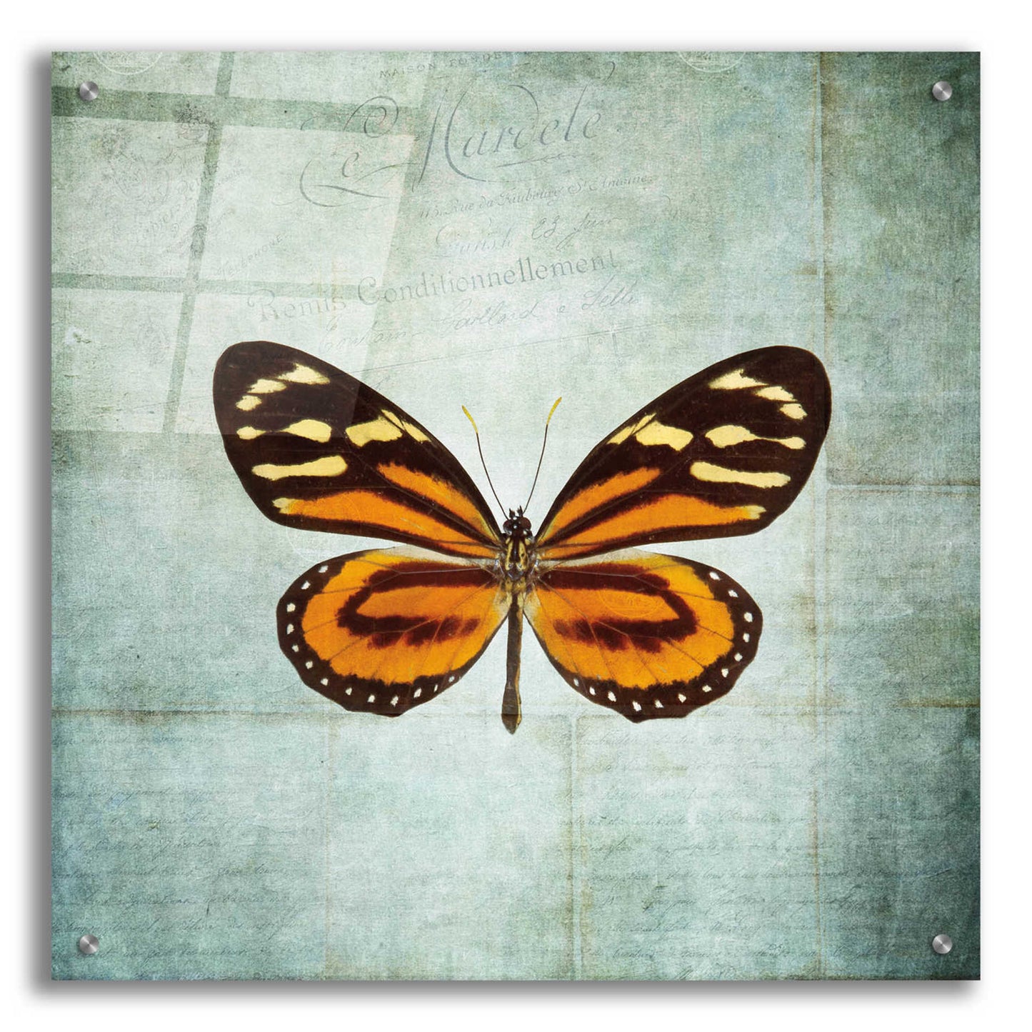 Epic Art 'French Butterfly VIII' by Debra Van Swearingen, Acrylic Glass Wall Art,24x24