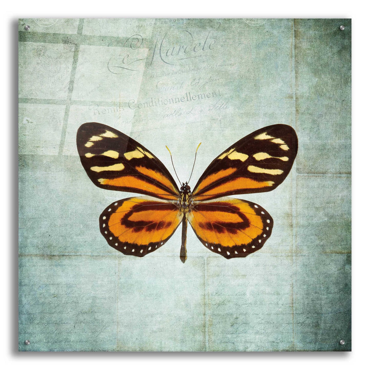 Epic Art 'French Butterfly VIII' by Debra Van Swearingen, Acrylic Glass Wall Art,36x36