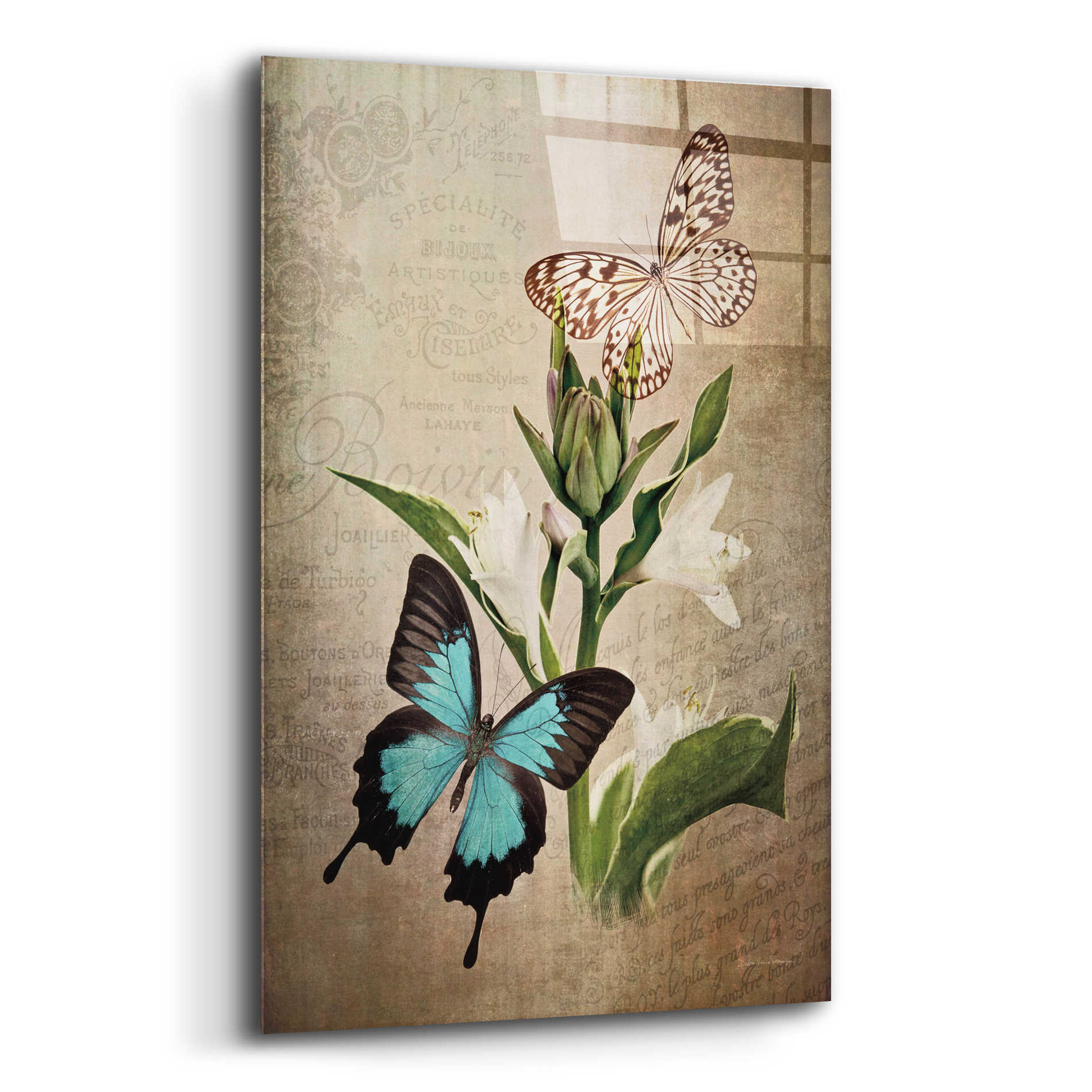 Epic Art 'Butterfly Botanical II' by Debra Van Swearingen, Acrylic Glass Wall Art,12x16