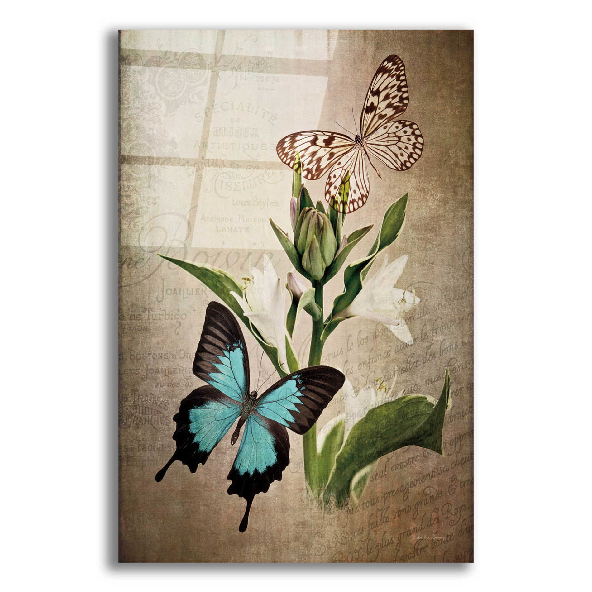 Epic Art 'Butterfly Botanical II' by Debra Van Swearingen, Acrylic Glass Wall Art,12x16