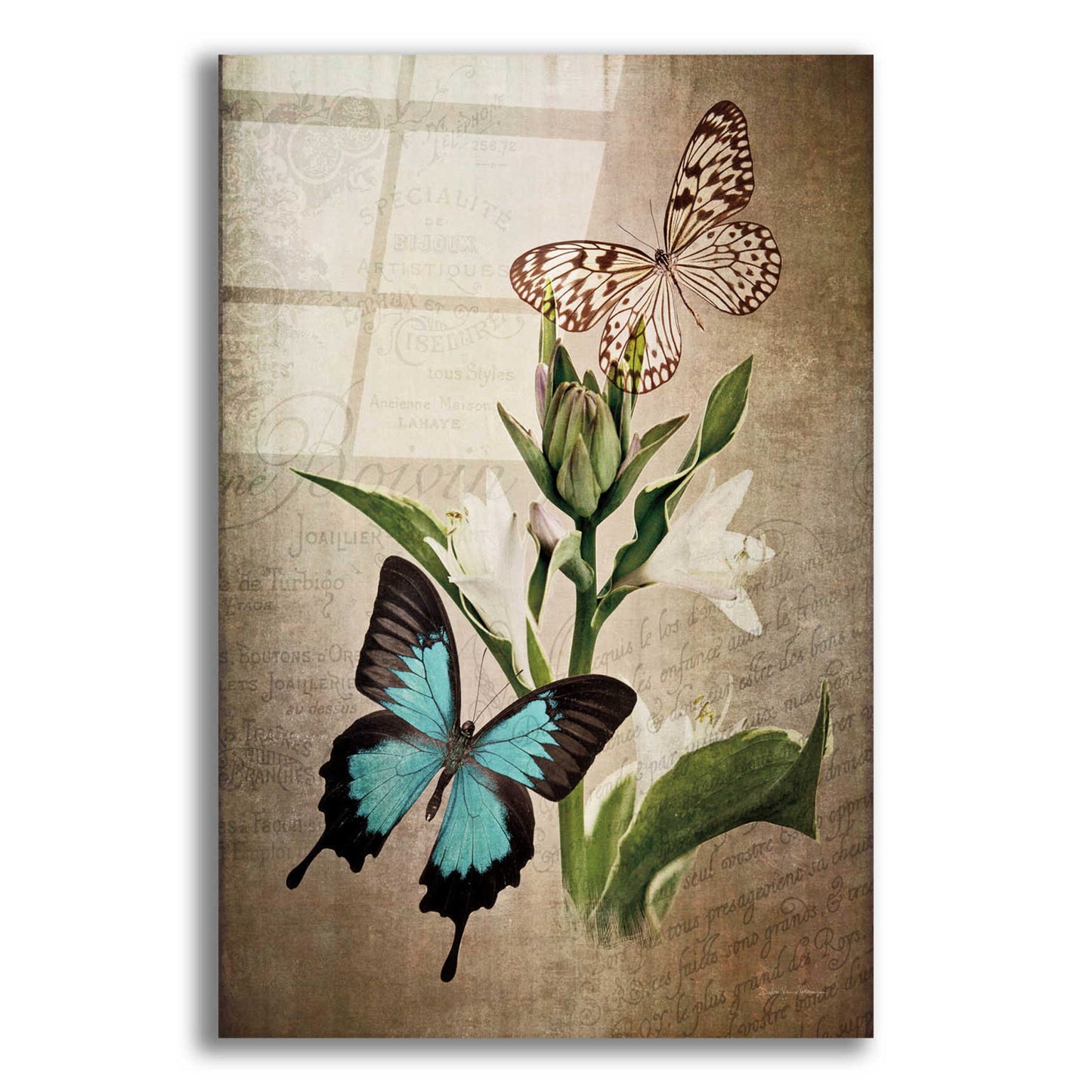 Epic Art 'Butterfly Botanical II' by Debra Van Swearingen, Acrylic Glass Wall Art,16x24