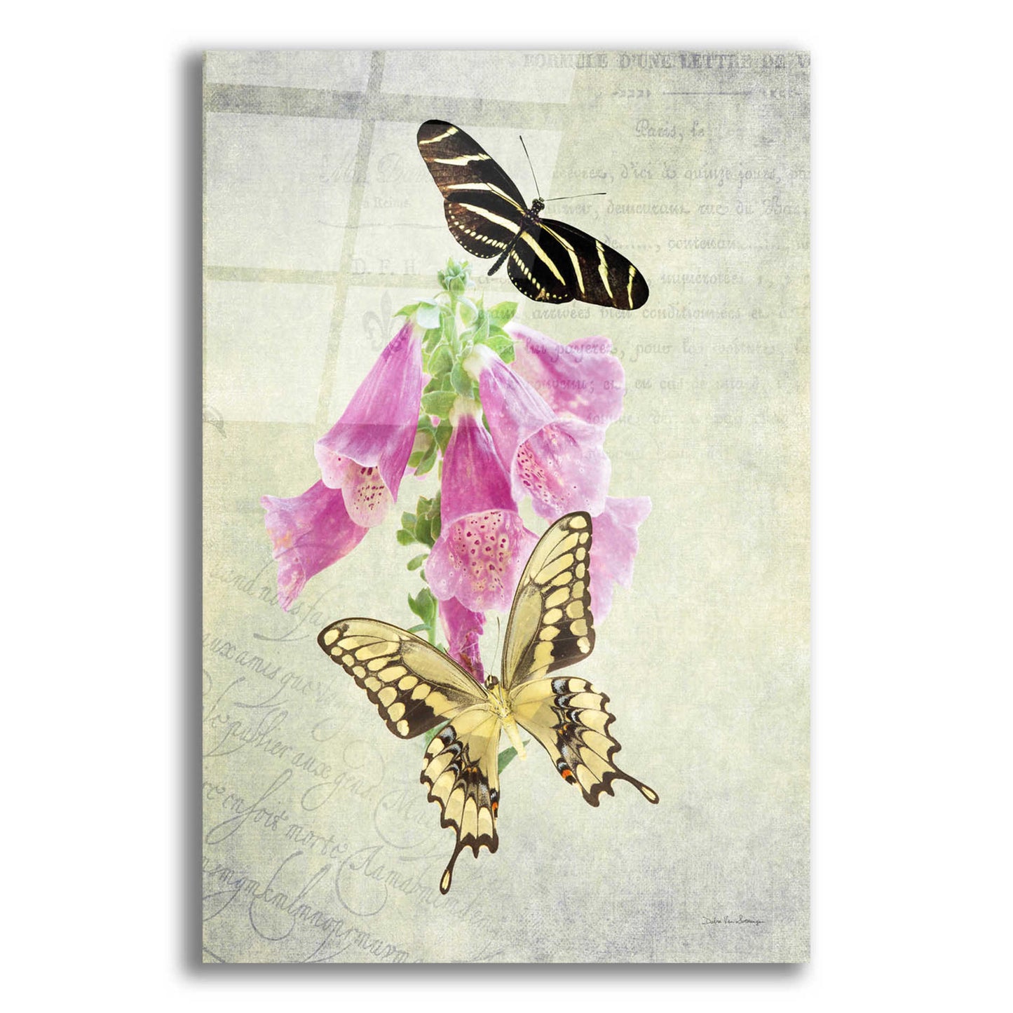 Epic Art 'Butterfly Botanical IV' by Debra Van Swearingen, Acrylic Glass Wall Art,16x24