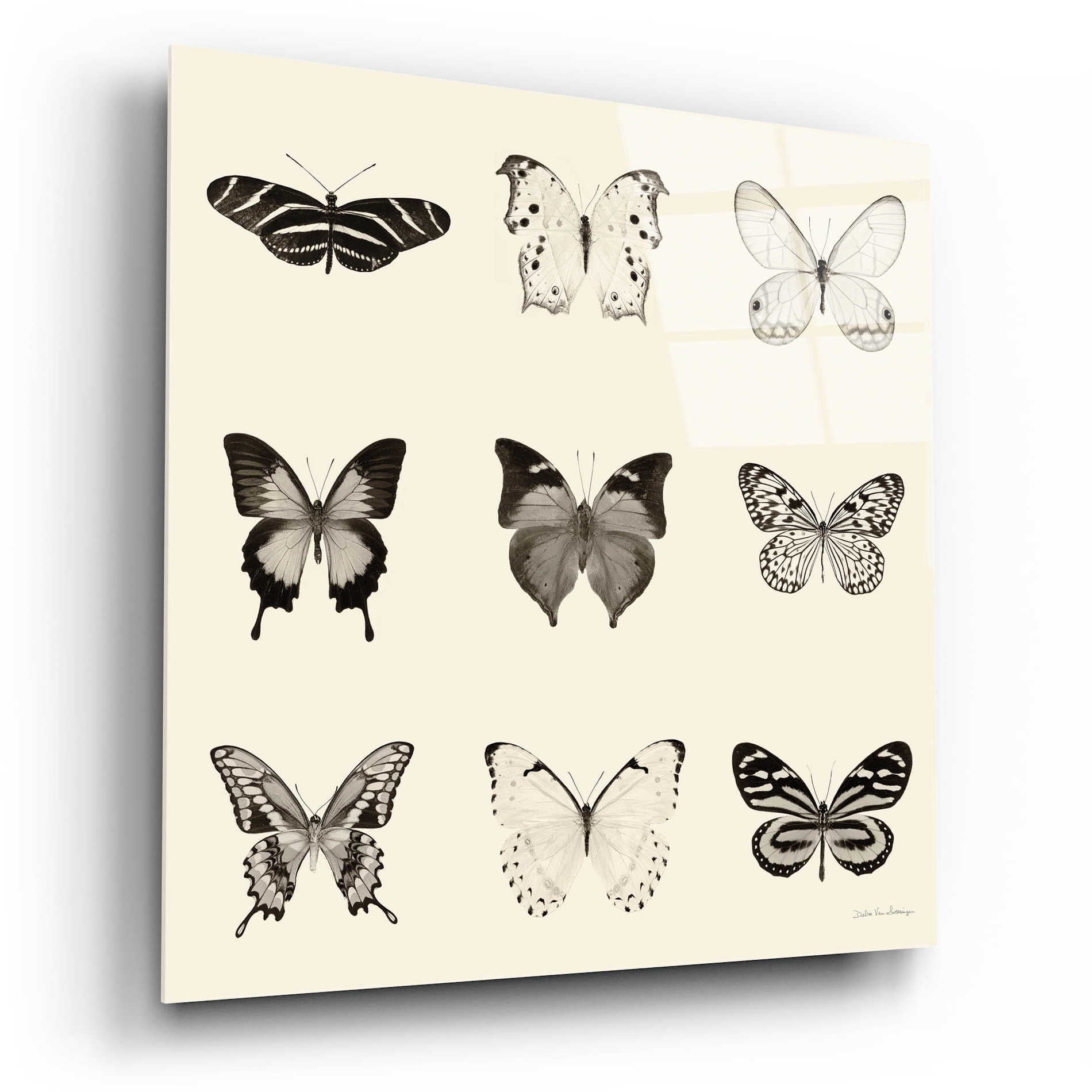 Epic Art 'Butterfly BW 9 Patch' by Debra Van Swearingen, Acrylic Glass Wall Art,12x12