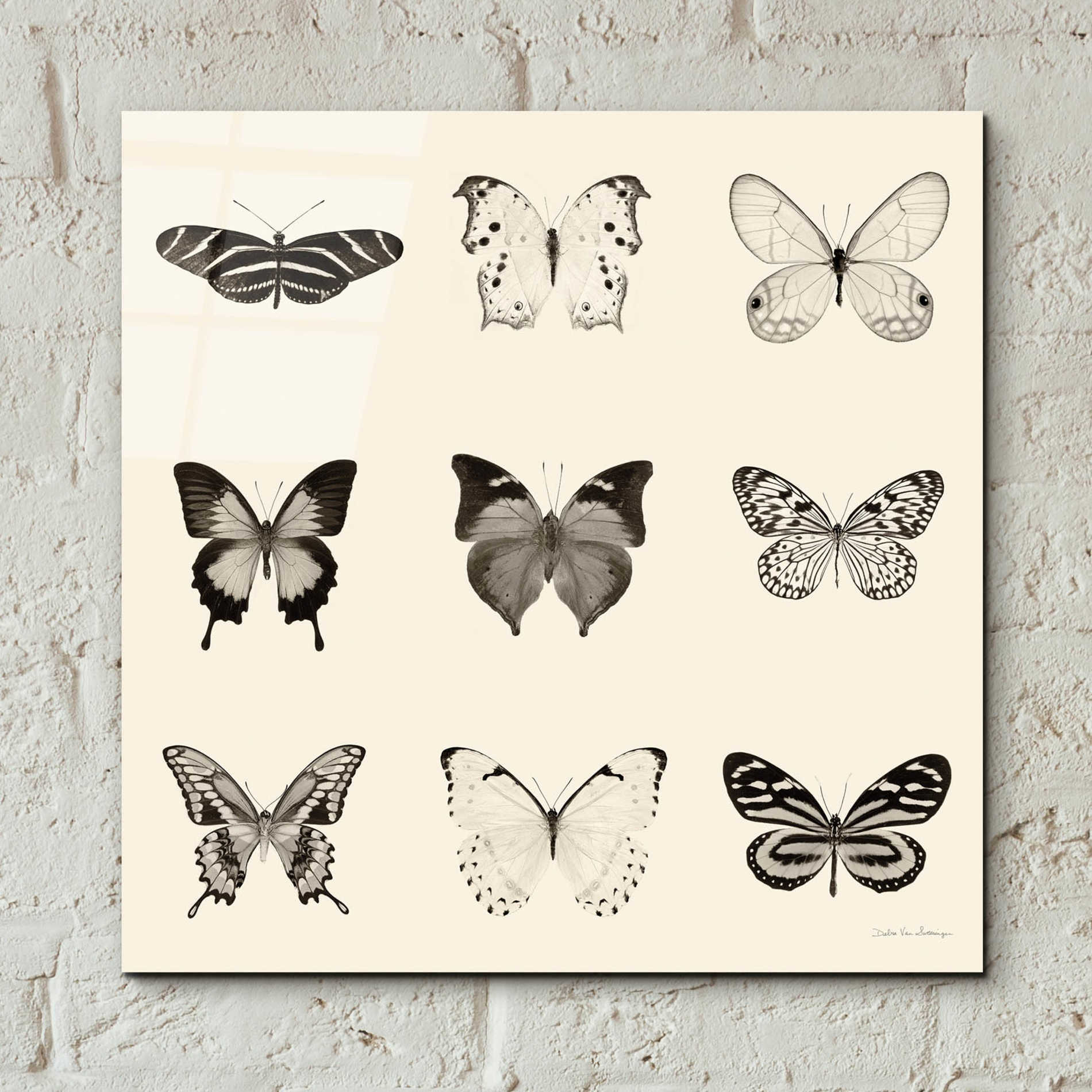 Epic Art 'Butterfly BW 9 Patch' by Debra Van Swearingen, Acrylic Glass Wall Art,12x12