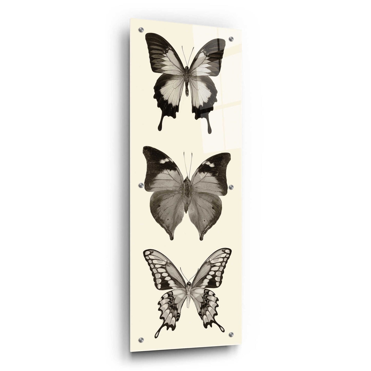 Epic Art 'Butterfly BW Panel I' by Debra Van Swearingen, Acrylic Glass Wall Art,12x36