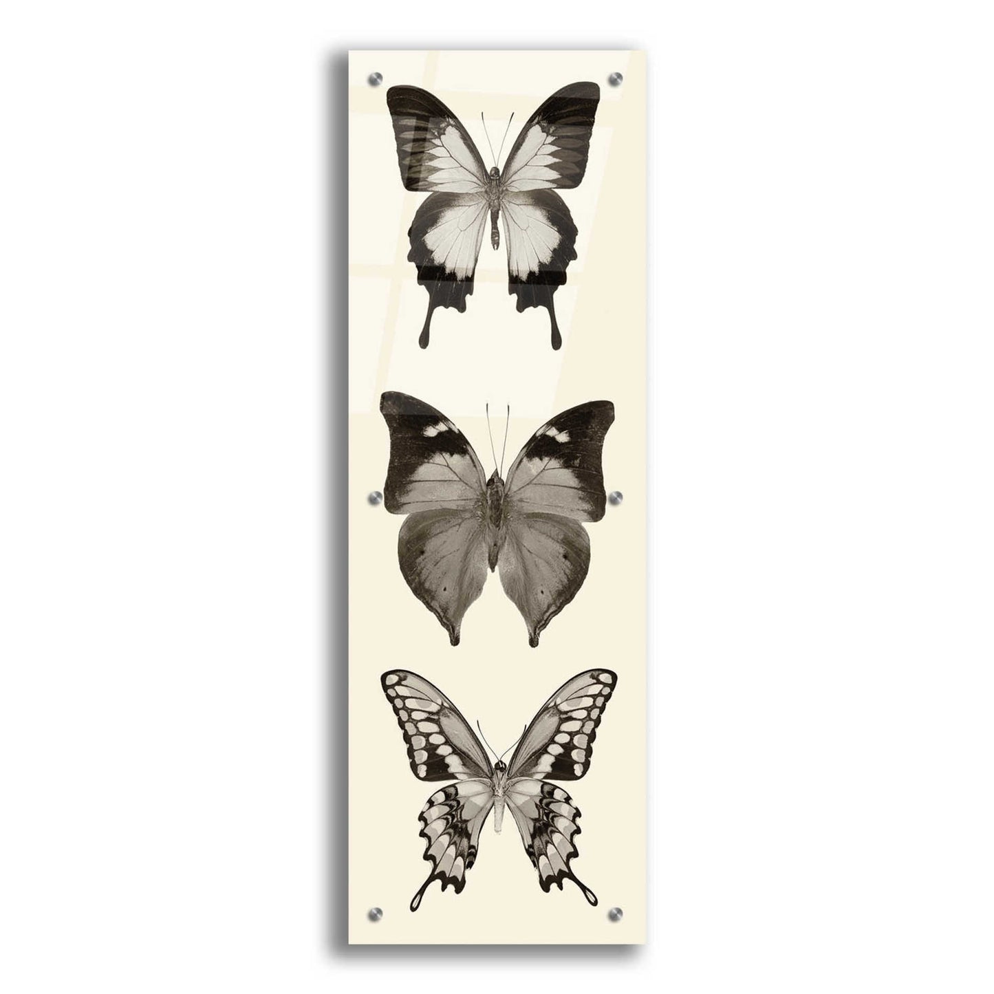 Epic Art 'Butterfly BW Panel I' by Debra Van Swearingen, Acrylic Glass Wall Art,12x36