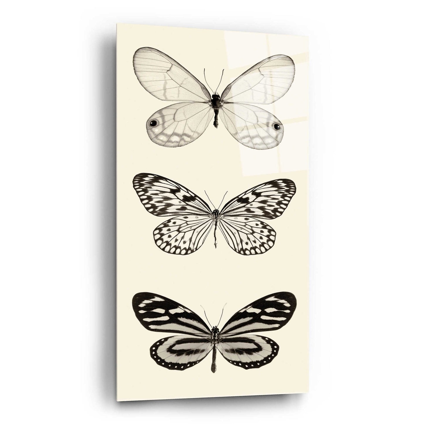 Epic Art 'Butterfly BW Panel II' by Debra Van Swearingen, Acrylic Glass Wall Art,12x24