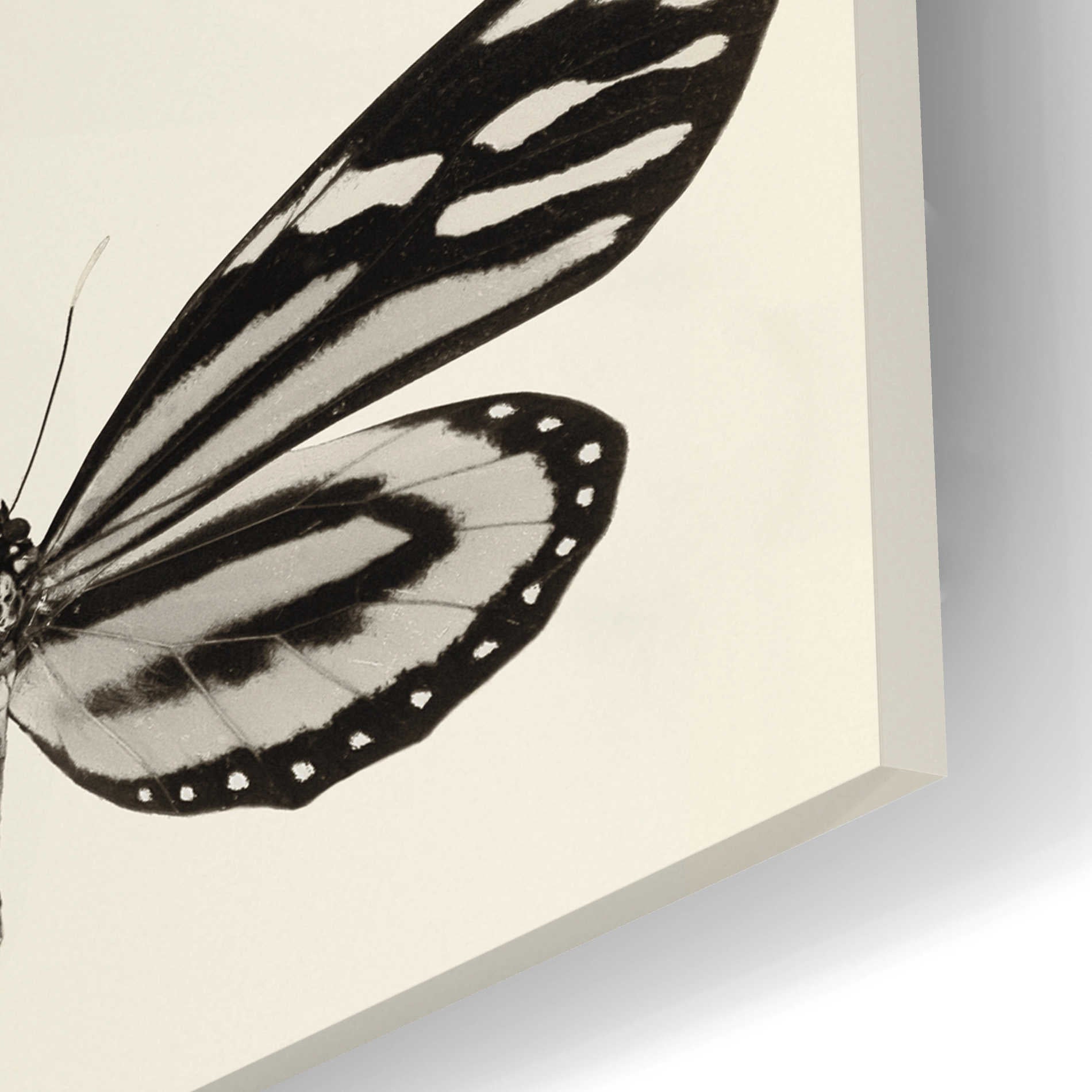 Epic Art 'Butterfly BW Panel II' by Debra Van Swearingen, Acrylic Glass Wall Art,12x24