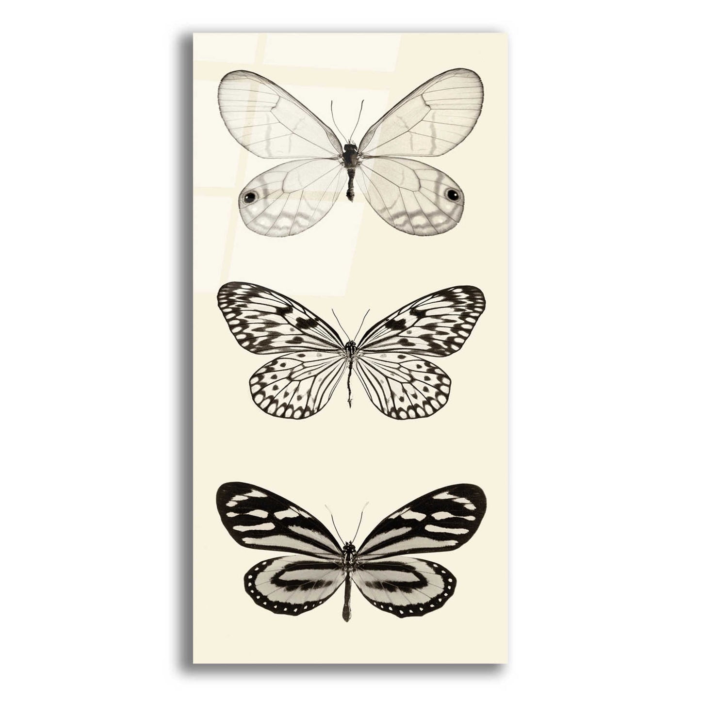 Epic Art 'Butterfly BW Panel II' by Debra Van Swearingen, Acrylic Glass Wall Art,12x24