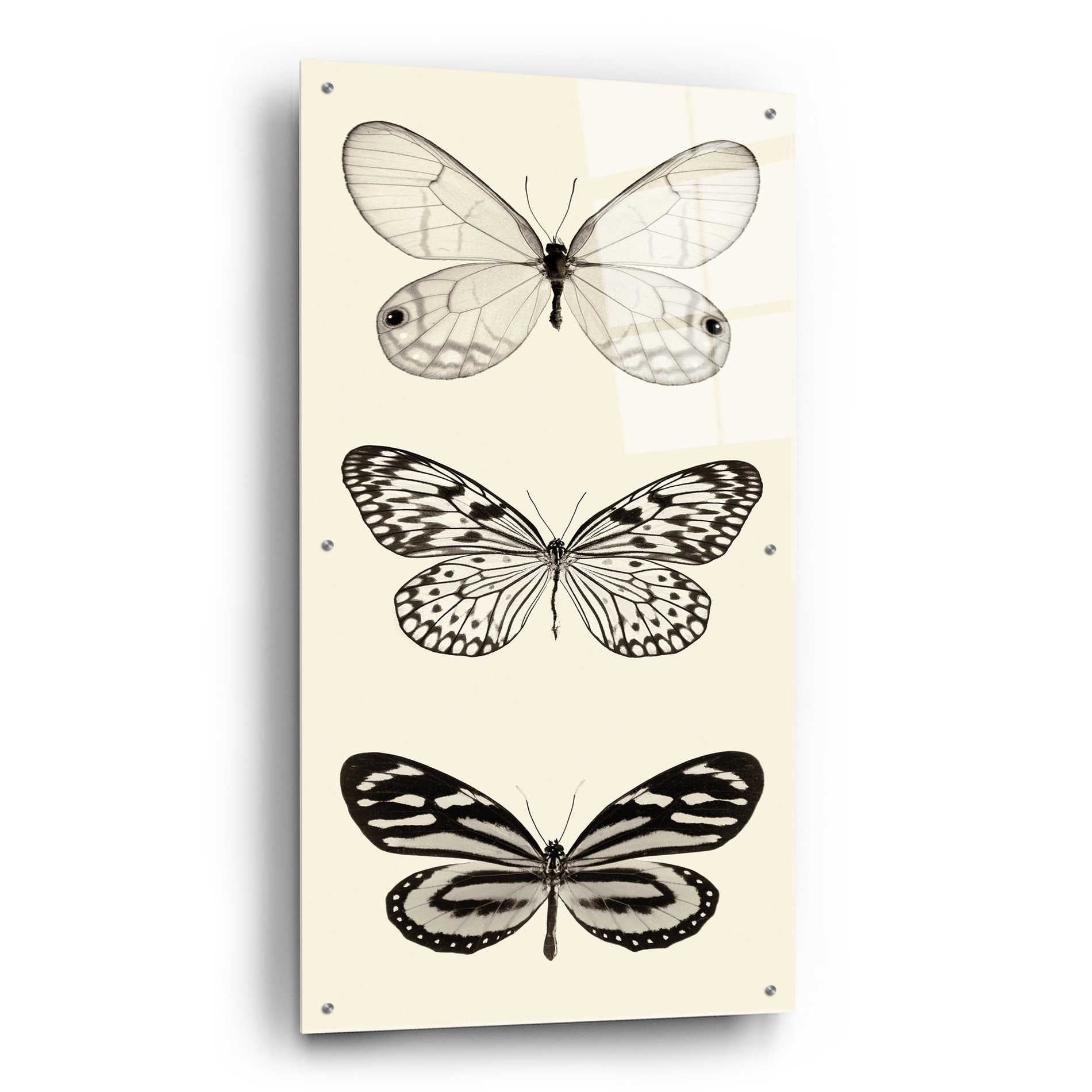 Epic Art 'Butterfly BW Panel II' by Debra Van Swearingen, Acrylic Glass Wall Art,24x48