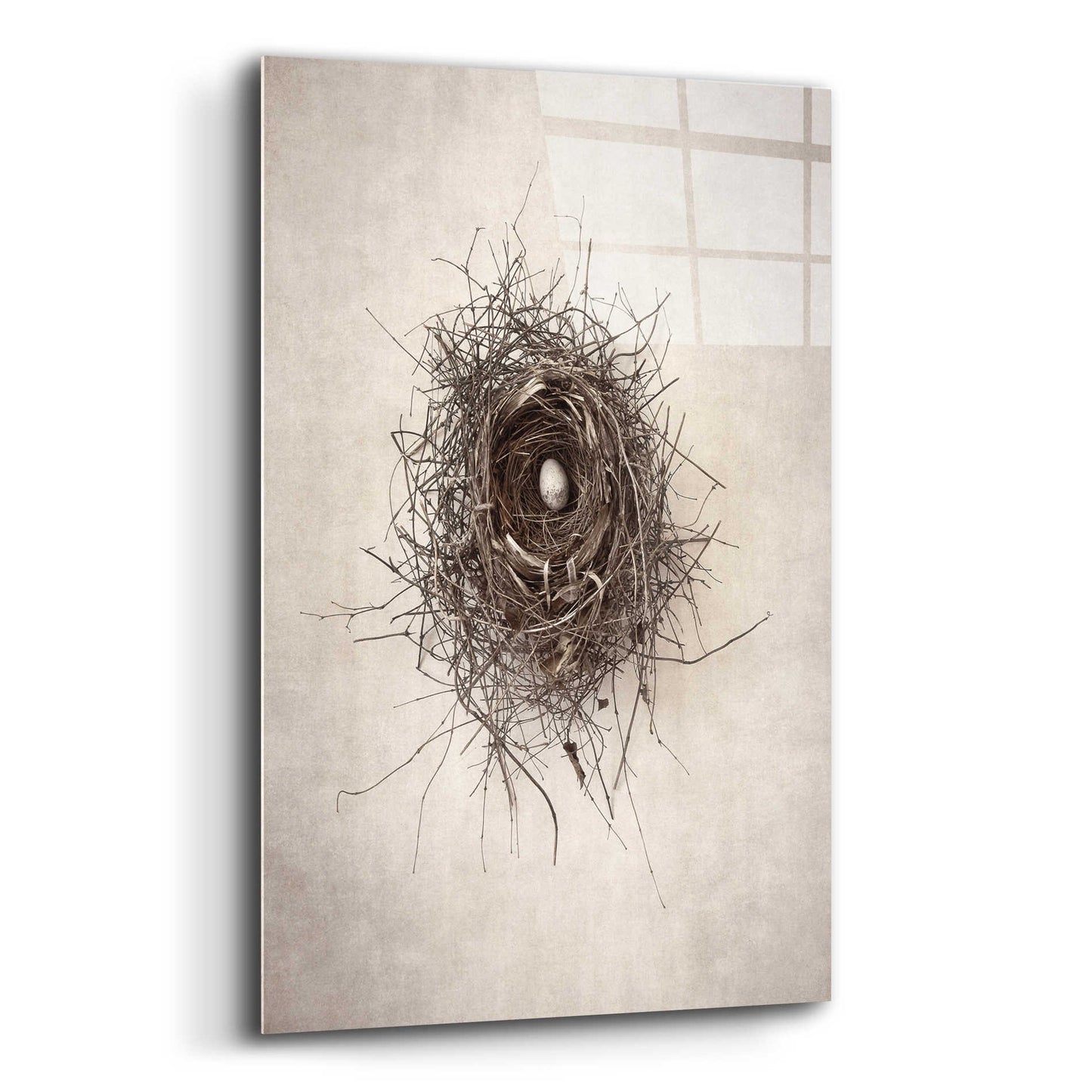 Epic Art 'Nest I' by Debra Van Swearingen, Acrylic Glass Wall Art,12x16