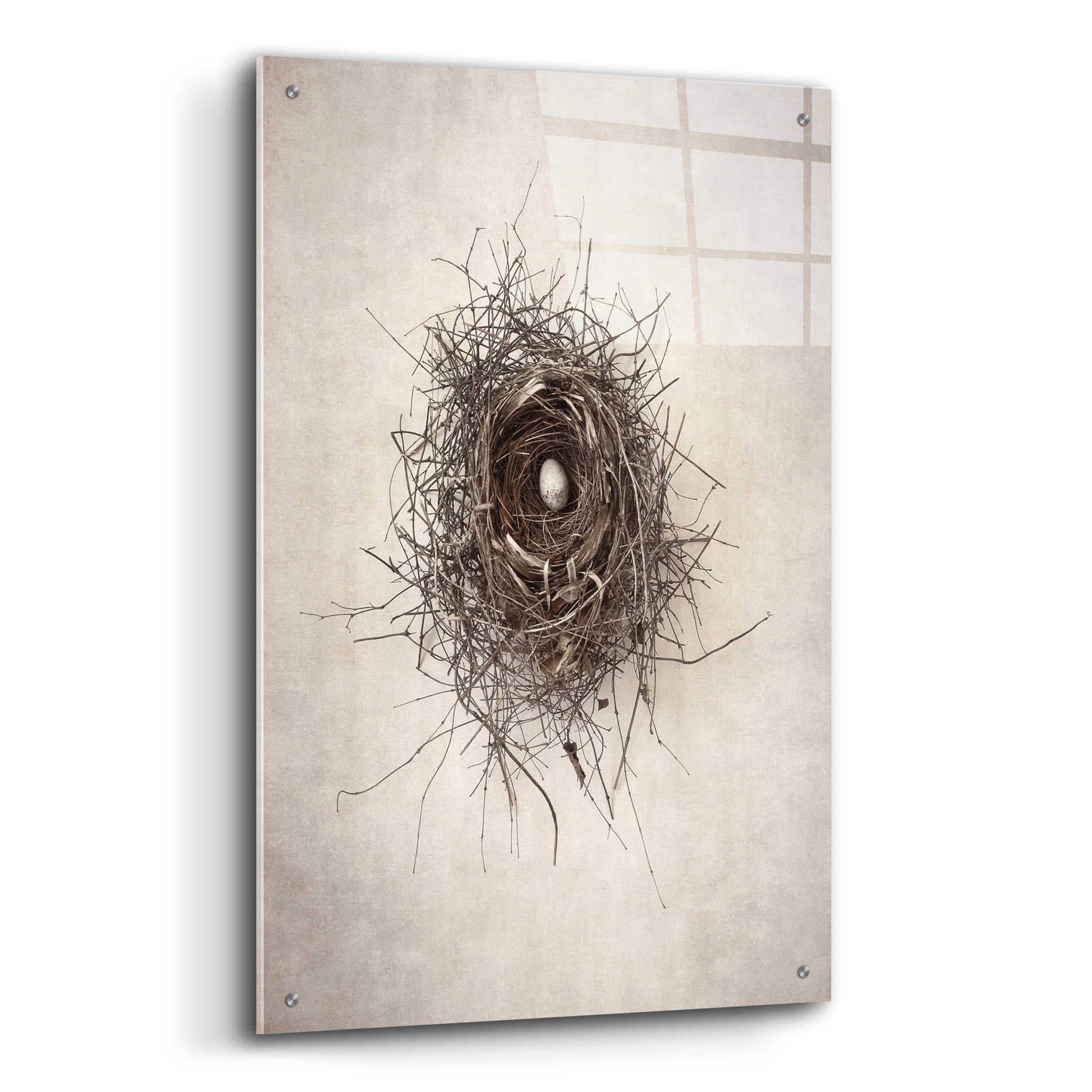 Epic Art 'Nest I' by Debra Van Swearingen, Acrylic Glass Wall Art,24x36