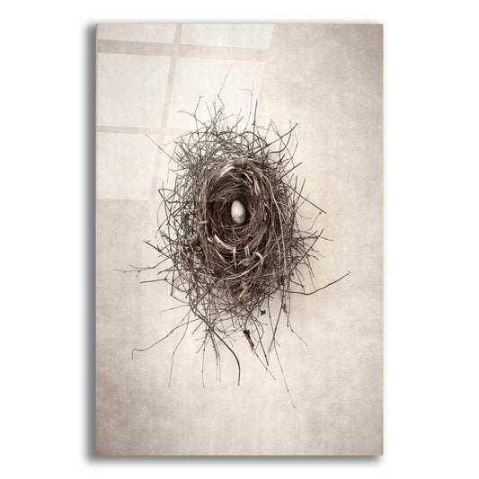 Epic Art 'Nest I' by Debra Van Swearingen, Acrylic Glass Wall Art