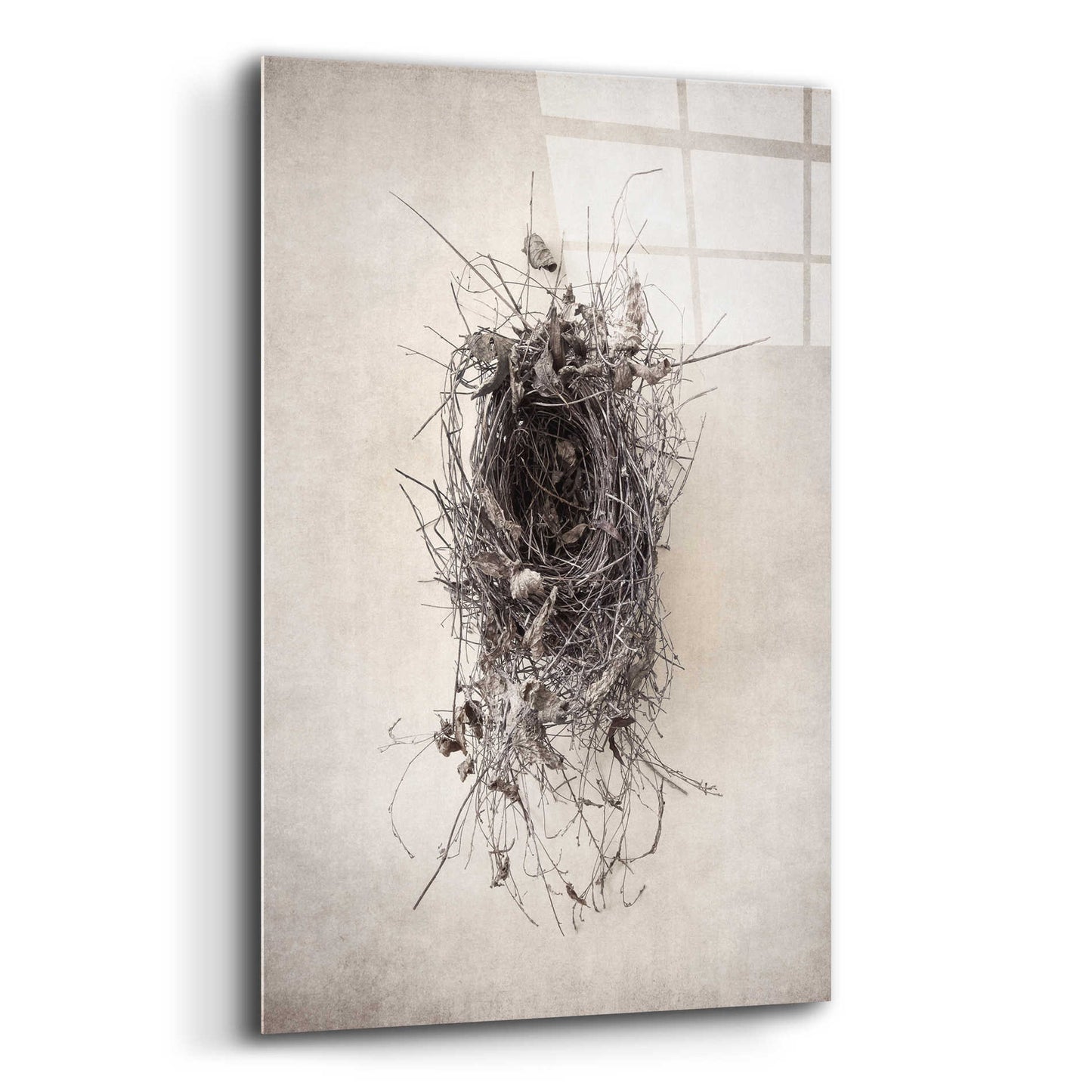 Epic Art 'Nest II' by Debra Van Swearingen, Acrylic Glass Wall Art,12x16