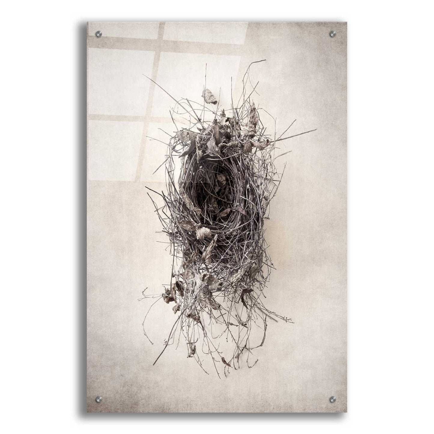 Epic Art 'Nest II' by Debra Van Swearingen, Acrylic Glass Wall Art,24x36