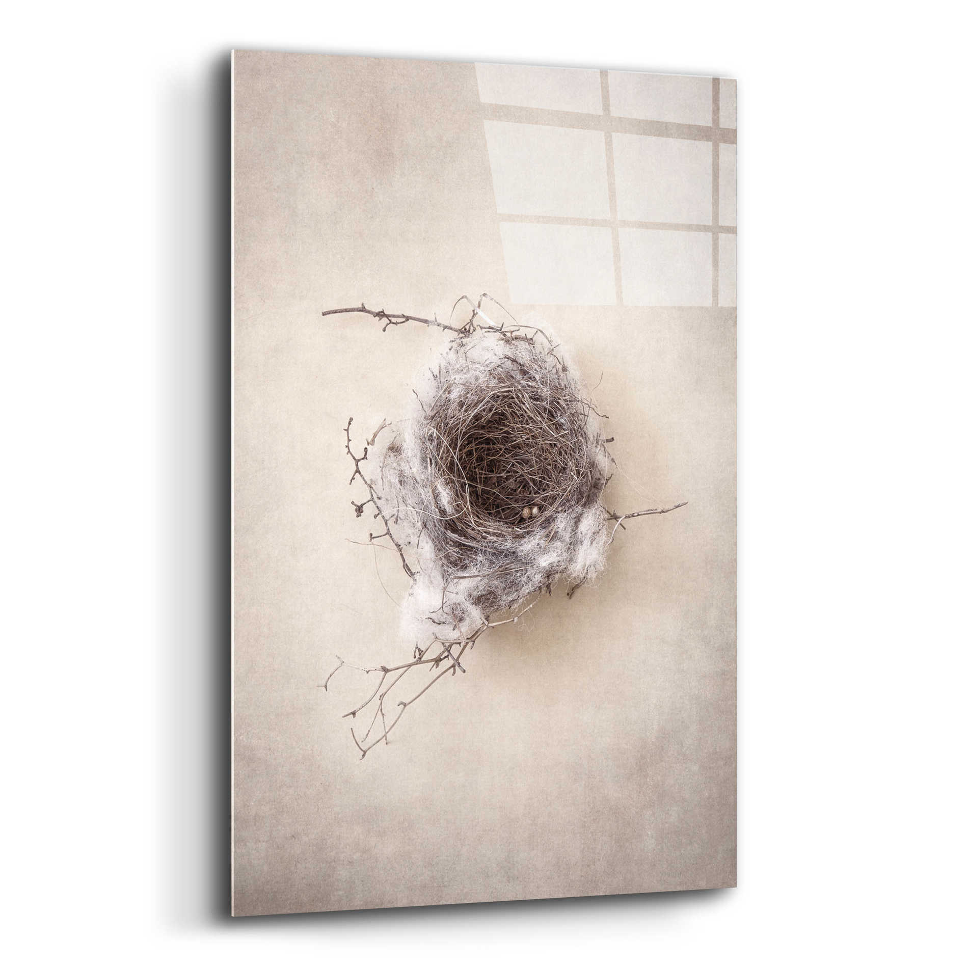 Epic Art 'Nest III' by Debra Van Swearingen, Acrylic Glass Wall Art,12x16