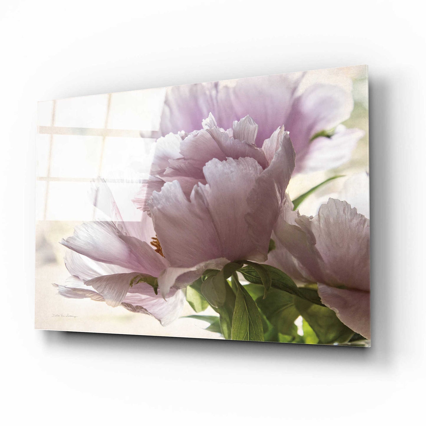 Epic Art 'Translucent Peony I' by Debra Van Swearingen, Acrylic Glass Wall Art,16x12