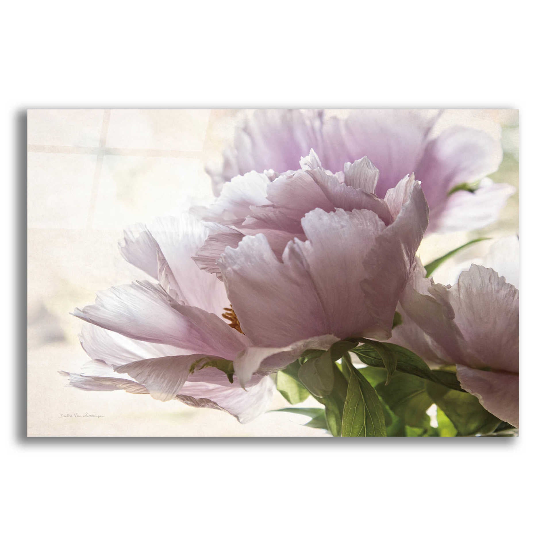 Epic Art 'Translucent Peony I' by Debra Van Swearingen, Acrylic Glass Wall Art,16x12