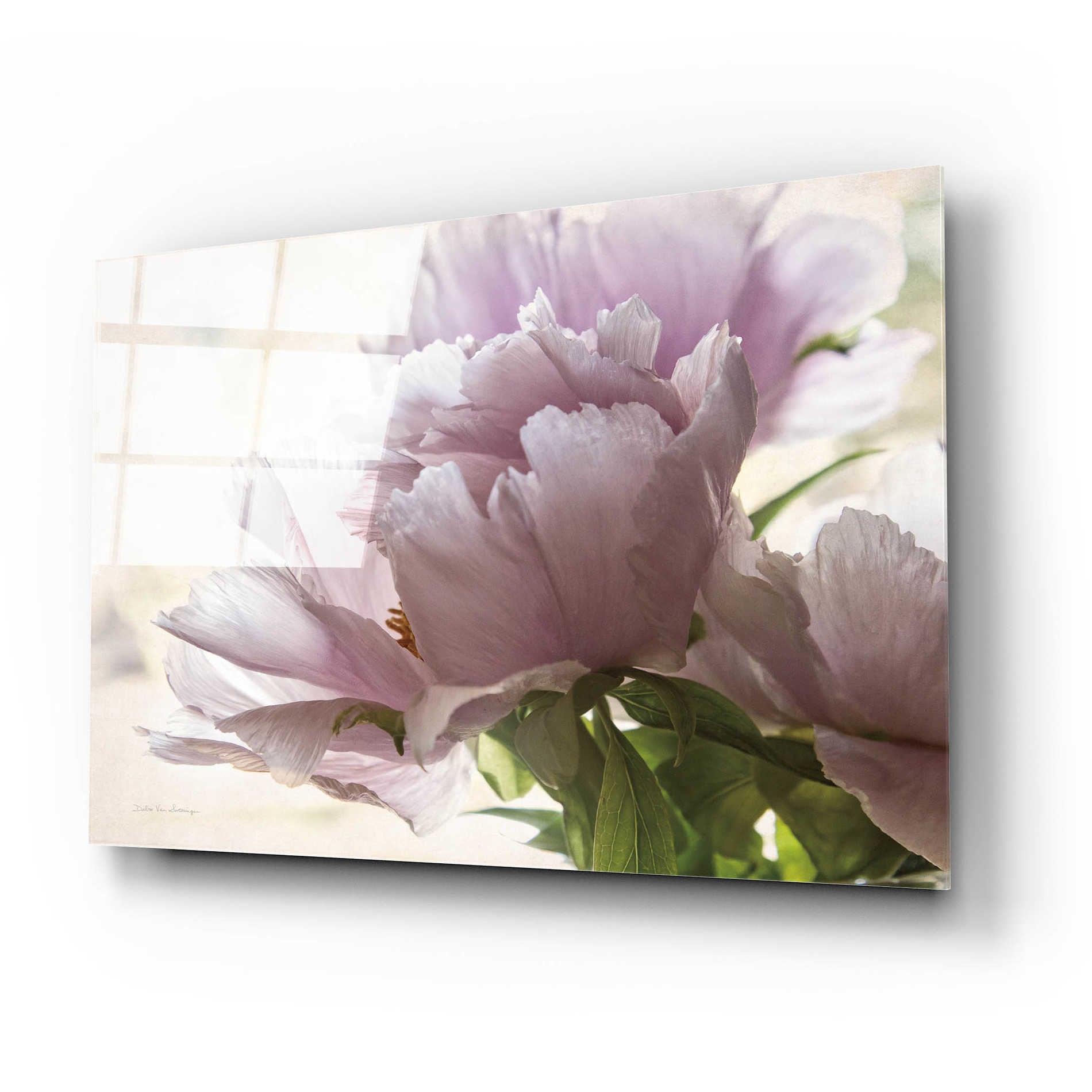 Epic Art 'Translucent Peony I' by Debra Van Swearingen, Acrylic Glass Wall Art,24x16