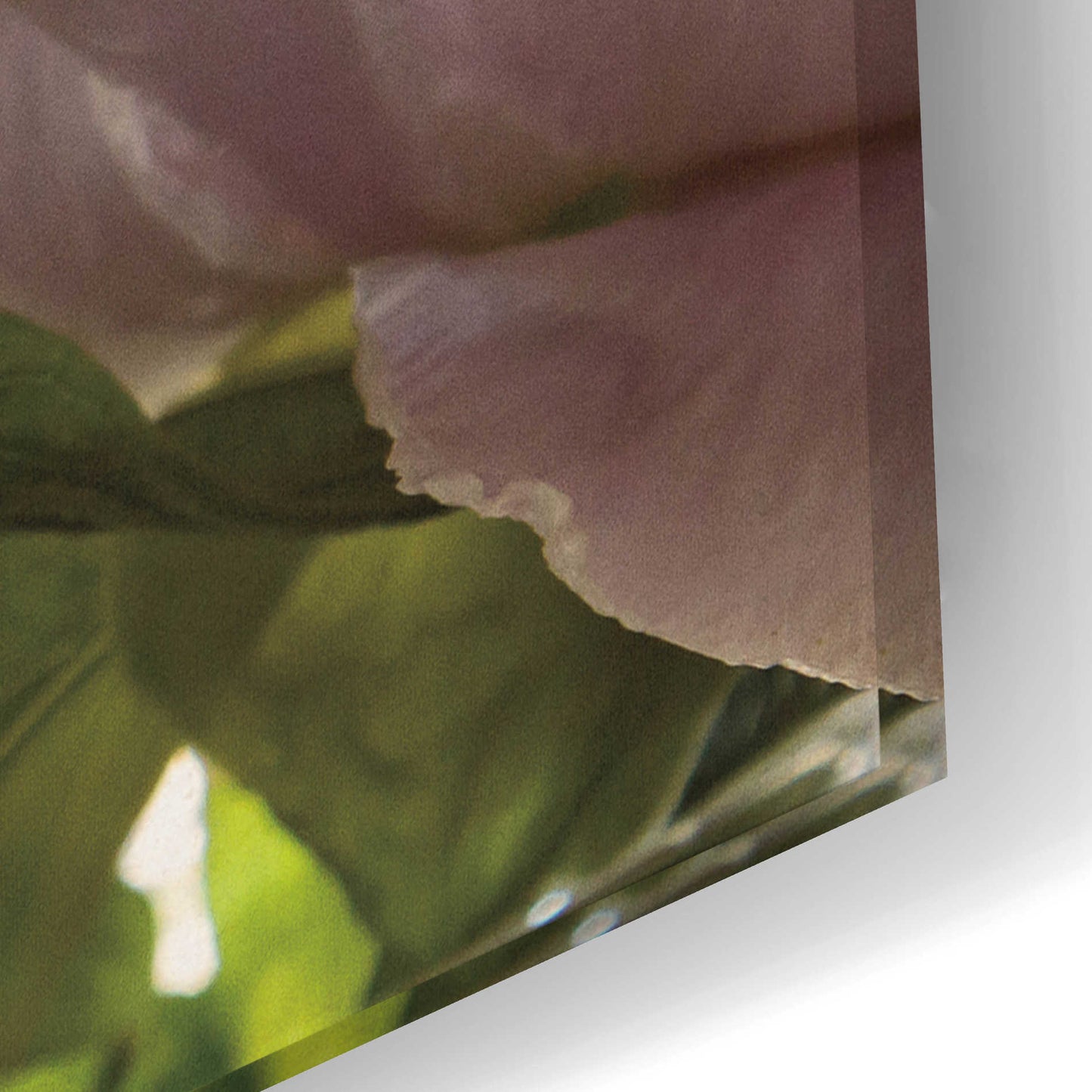 Epic Art 'Translucent Peony I' by Debra Van Swearingen, Acrylic Glass Wall Art,24x16