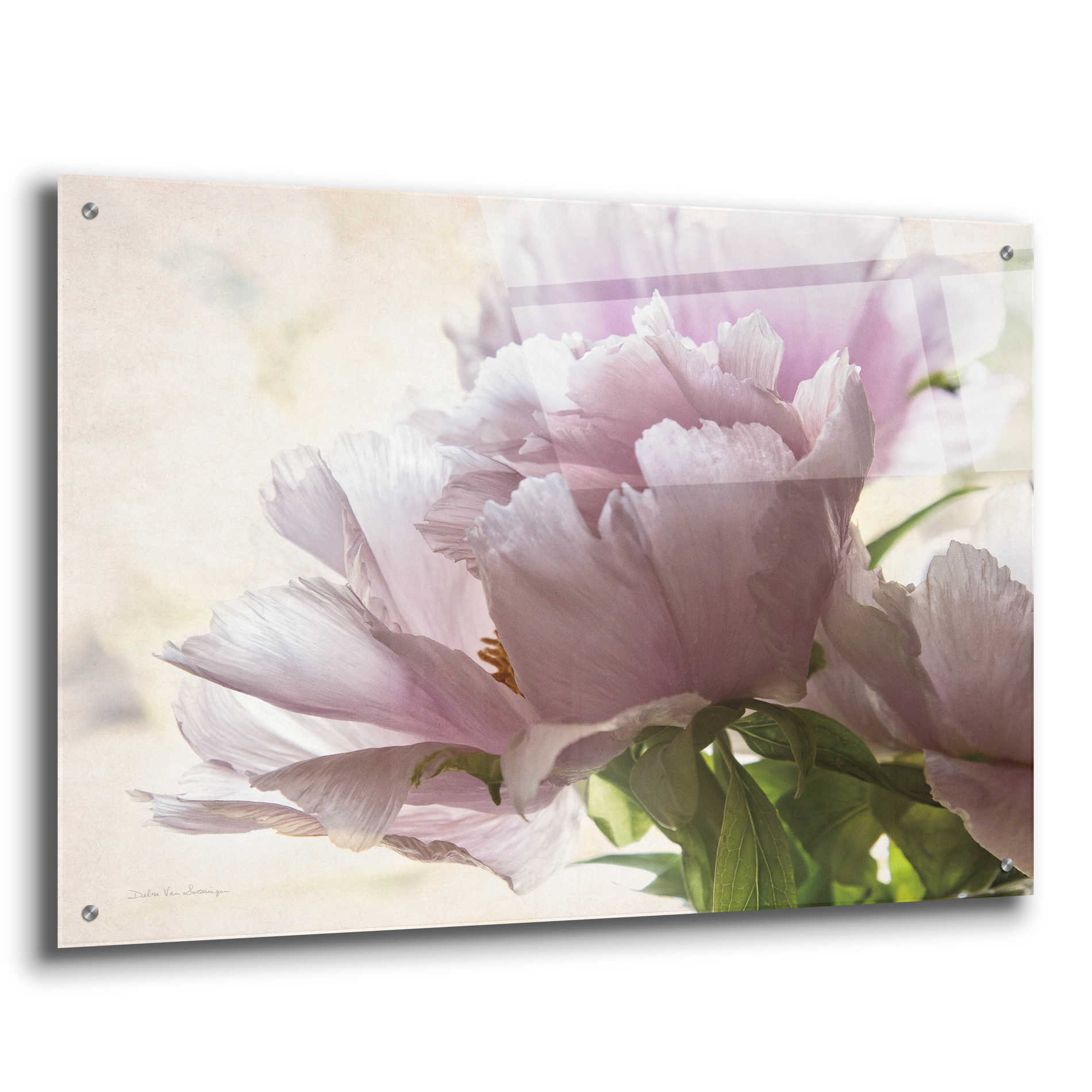 Epic Art 'Translucent Peony I' by Debra Van Swearingen, Acrylic Glass Wall Art,36x24