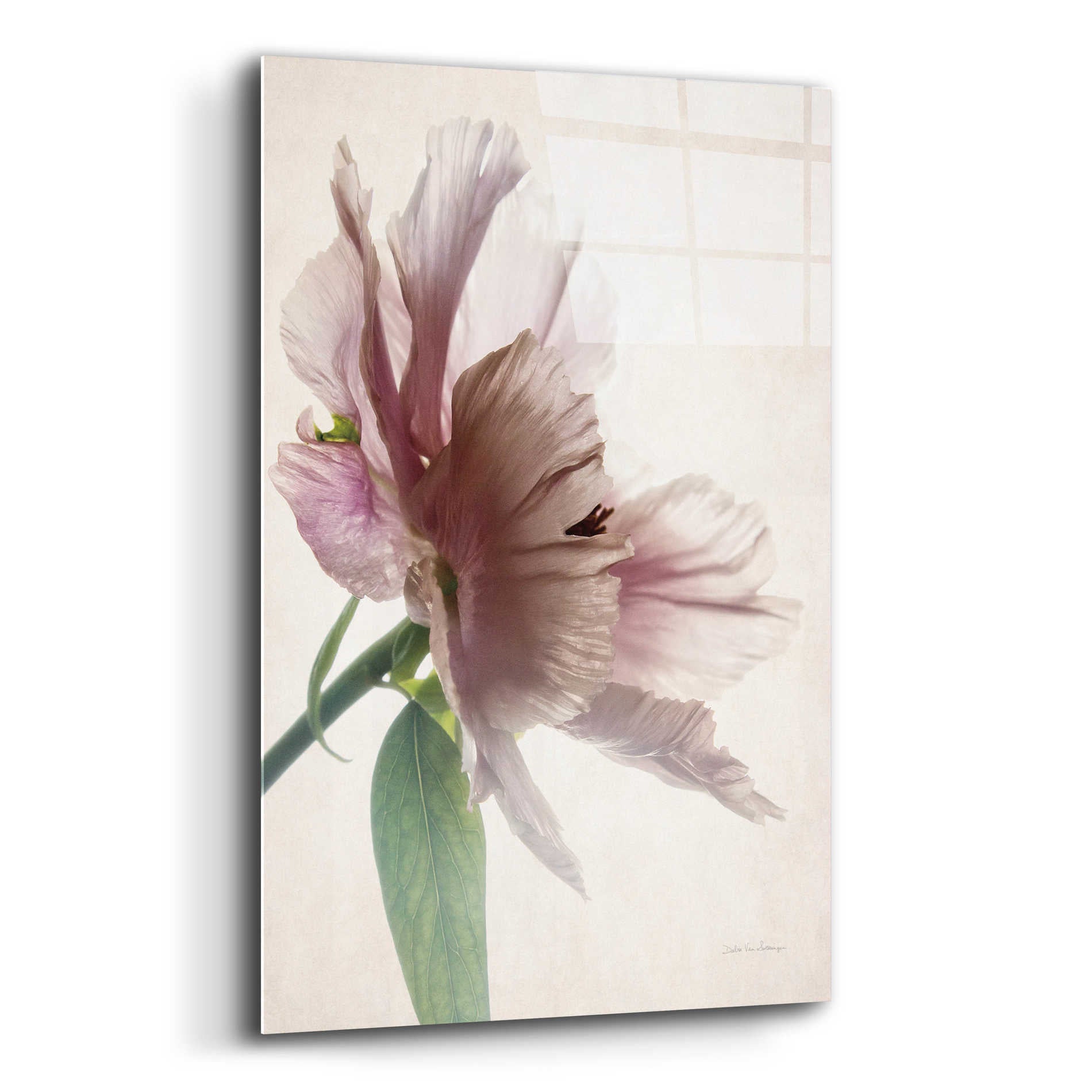 Epic Art 'Translucent Peony II' by Debra Van Swearingen, Acrylic Glass Wall Art,12x16