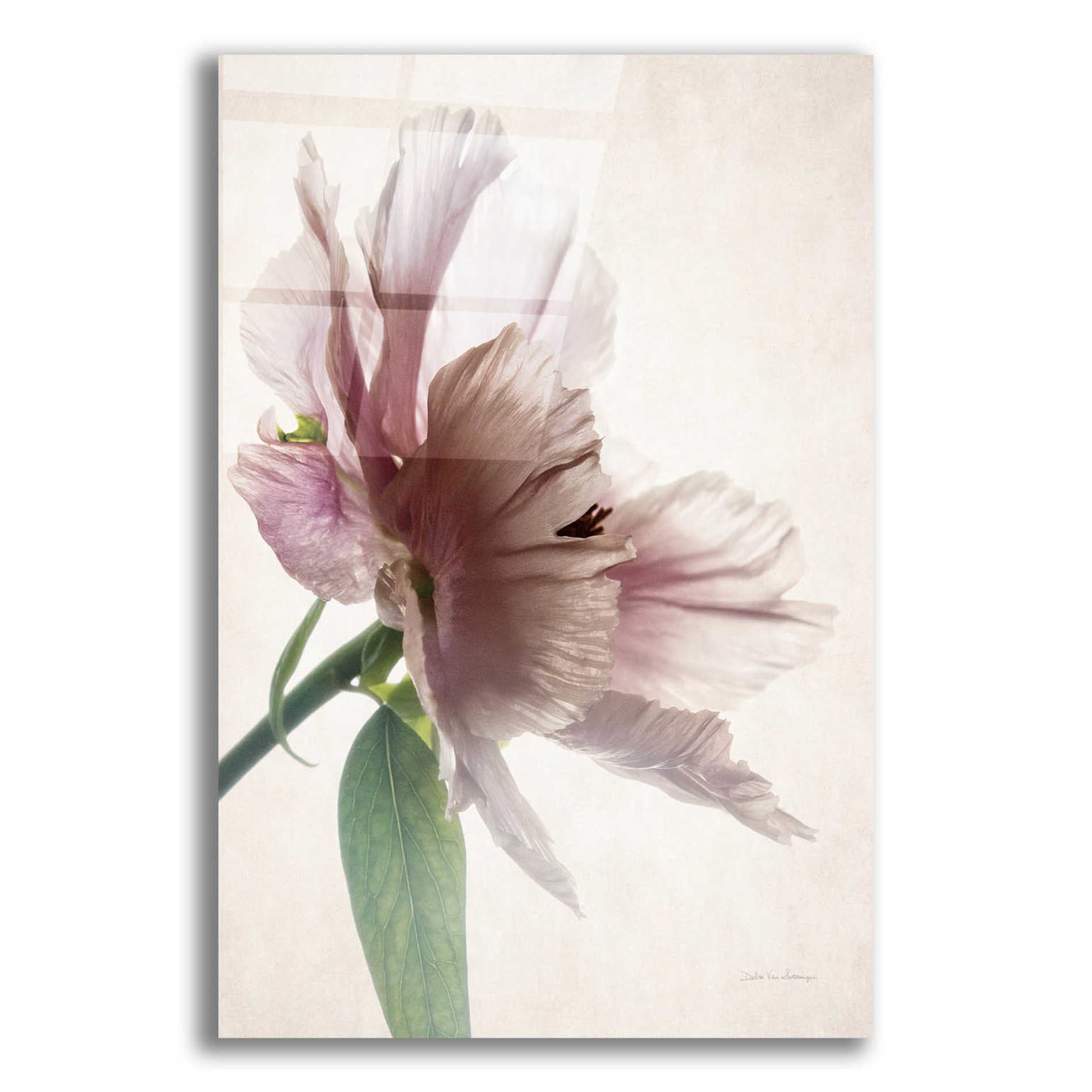 Epic Art 'Translucent Peony II' by Debra Van Swearingen, Acrylic Glass Wall Art,12x16