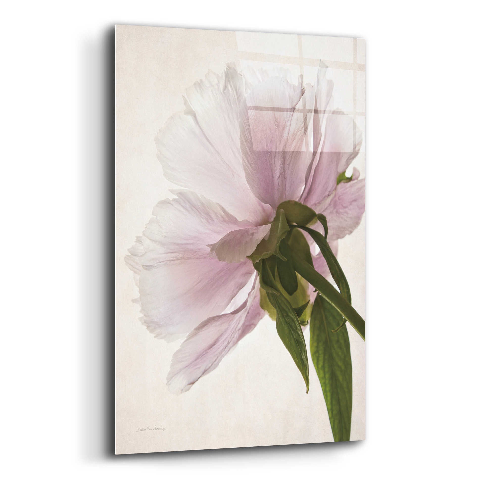 Epic Art 'Translucent Peony III' by Debra Van Swearingen, Acrylic Glass Wall Art,12x16