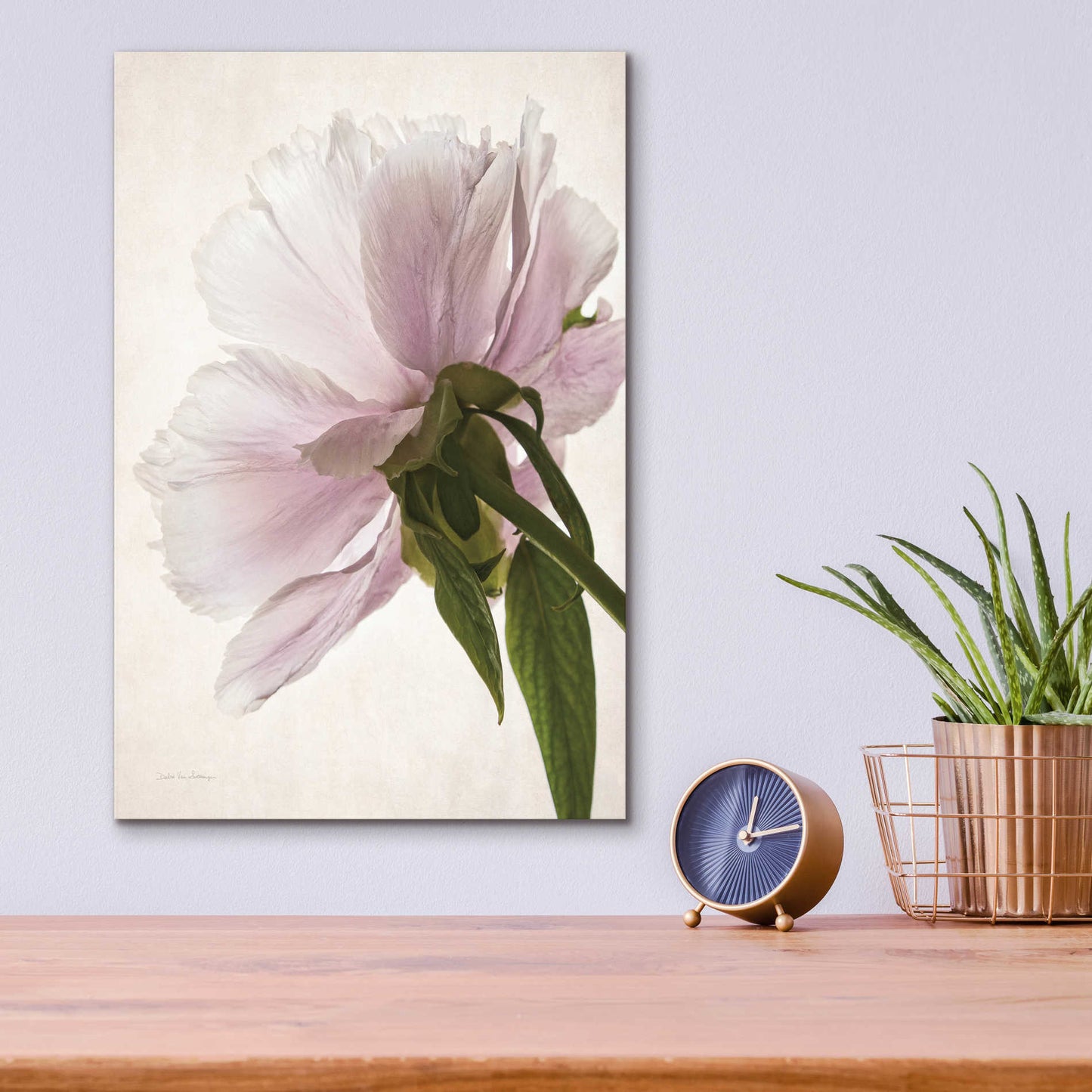 Epic Art 'Translucent Peony III' by Debra Van Swearingen, Acrylic Glass Wall Art,12x16