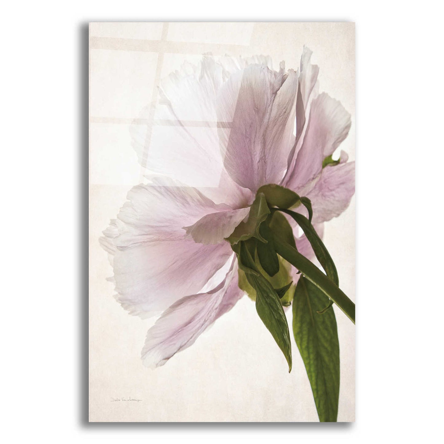 Epic Art 'Translucent Peony III' by Debra Van Swearingen, Acrylic Glass Wall Art,12x16