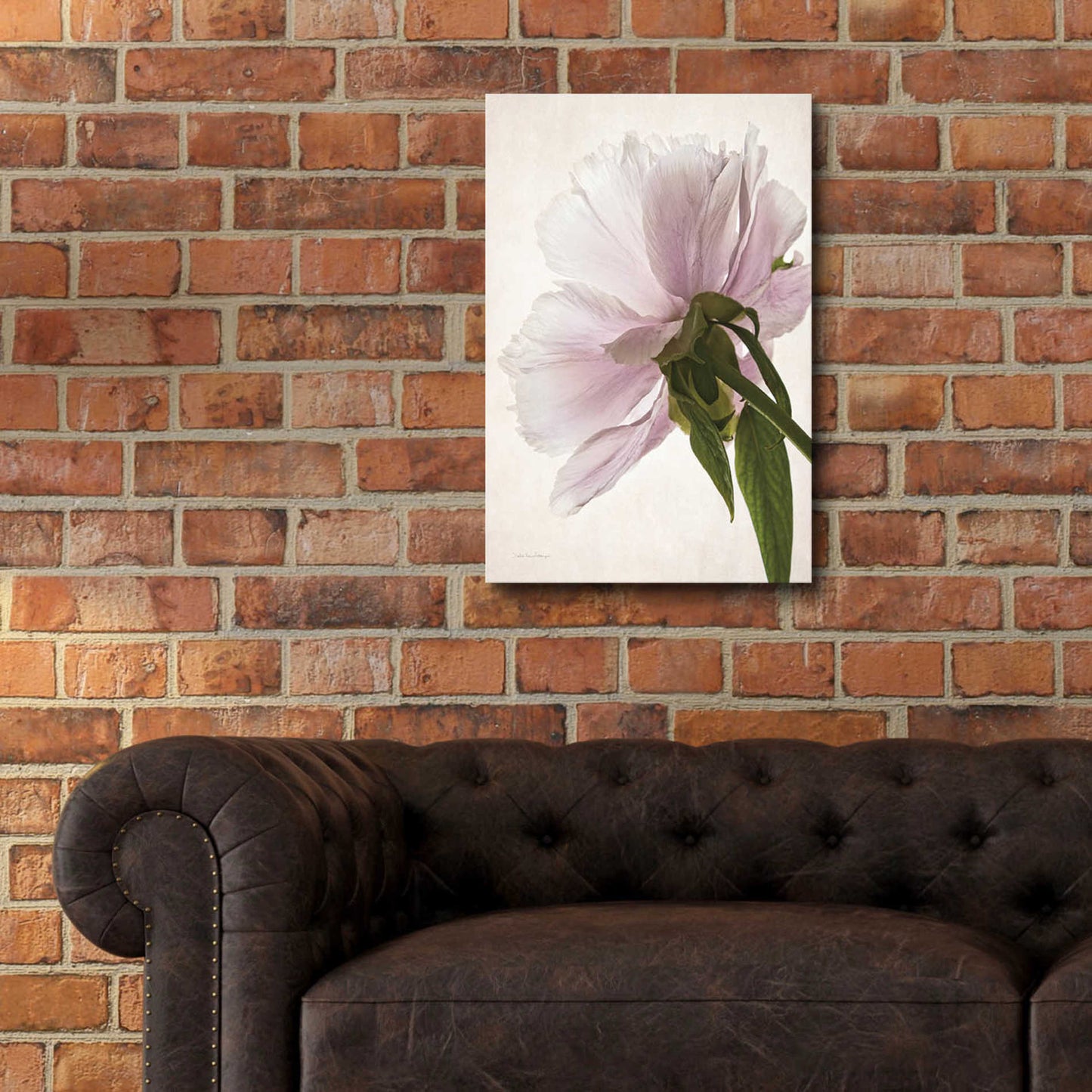 Epic Art 'Translucent Peony III' by Debra Van Swearingen, Acrylic Glass Wall Art,16x24