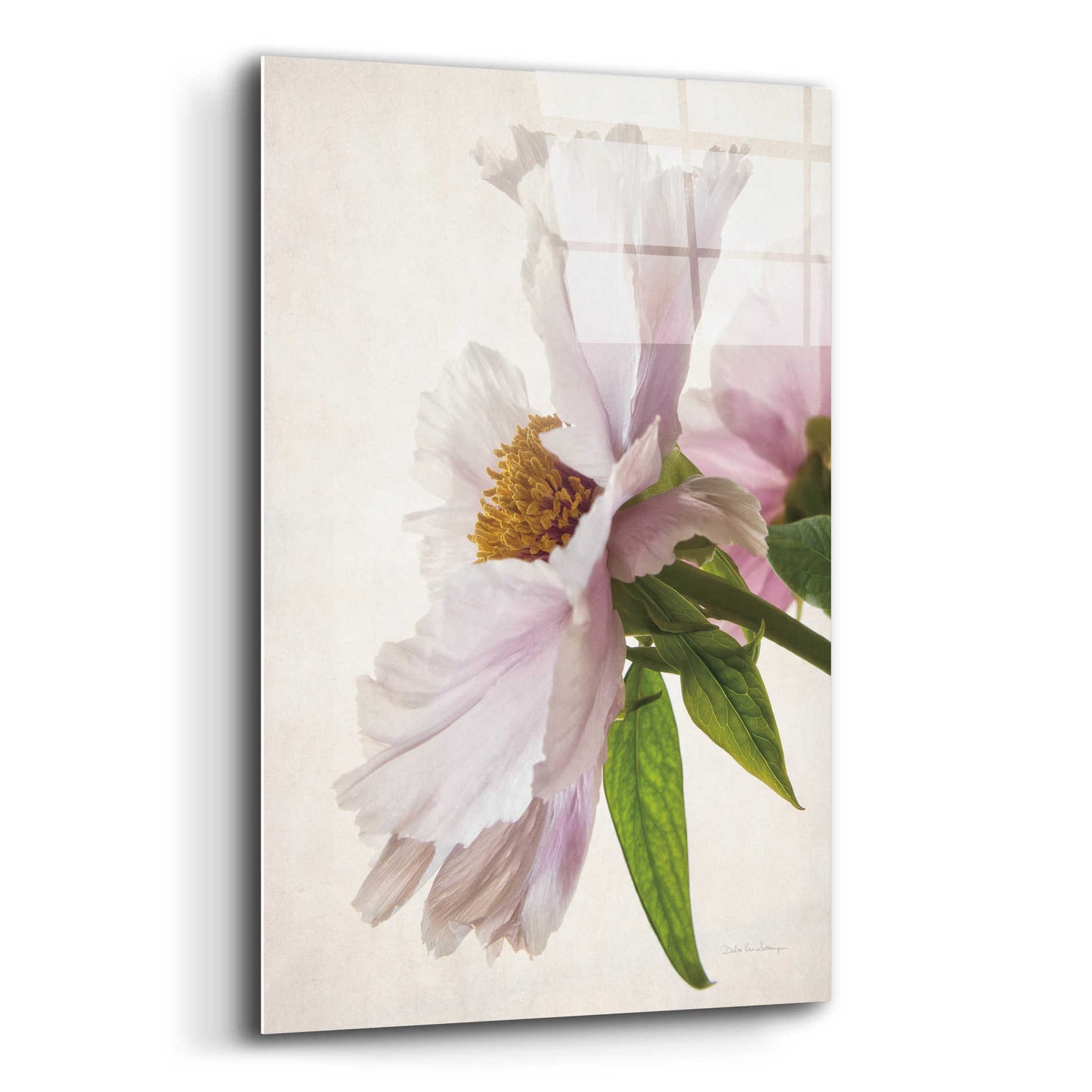 Epic Art 'Translucent Peony IV' by Debra Van Swearingen, Acrylic Glass Wall Art,12x16