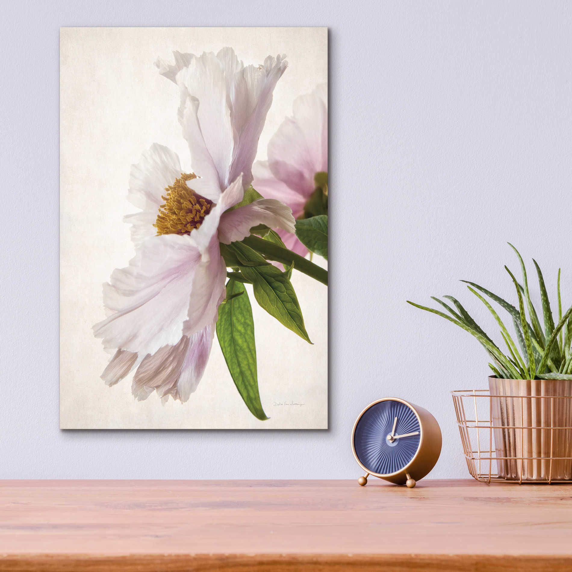 Epic Art 'Translucent Peony IV' by Debra Van Swearingen, Acrylic Glass Wall Art,12x16