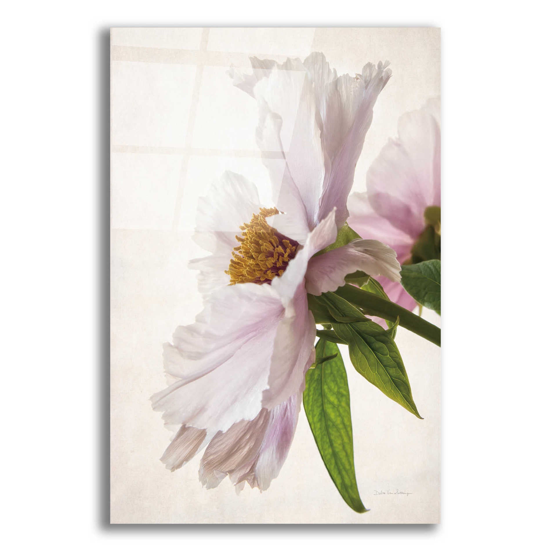 Epic Art 'Translucent Peony IV' by Debra Van Swearingen, Acrylic Glass Wall Art,12x16