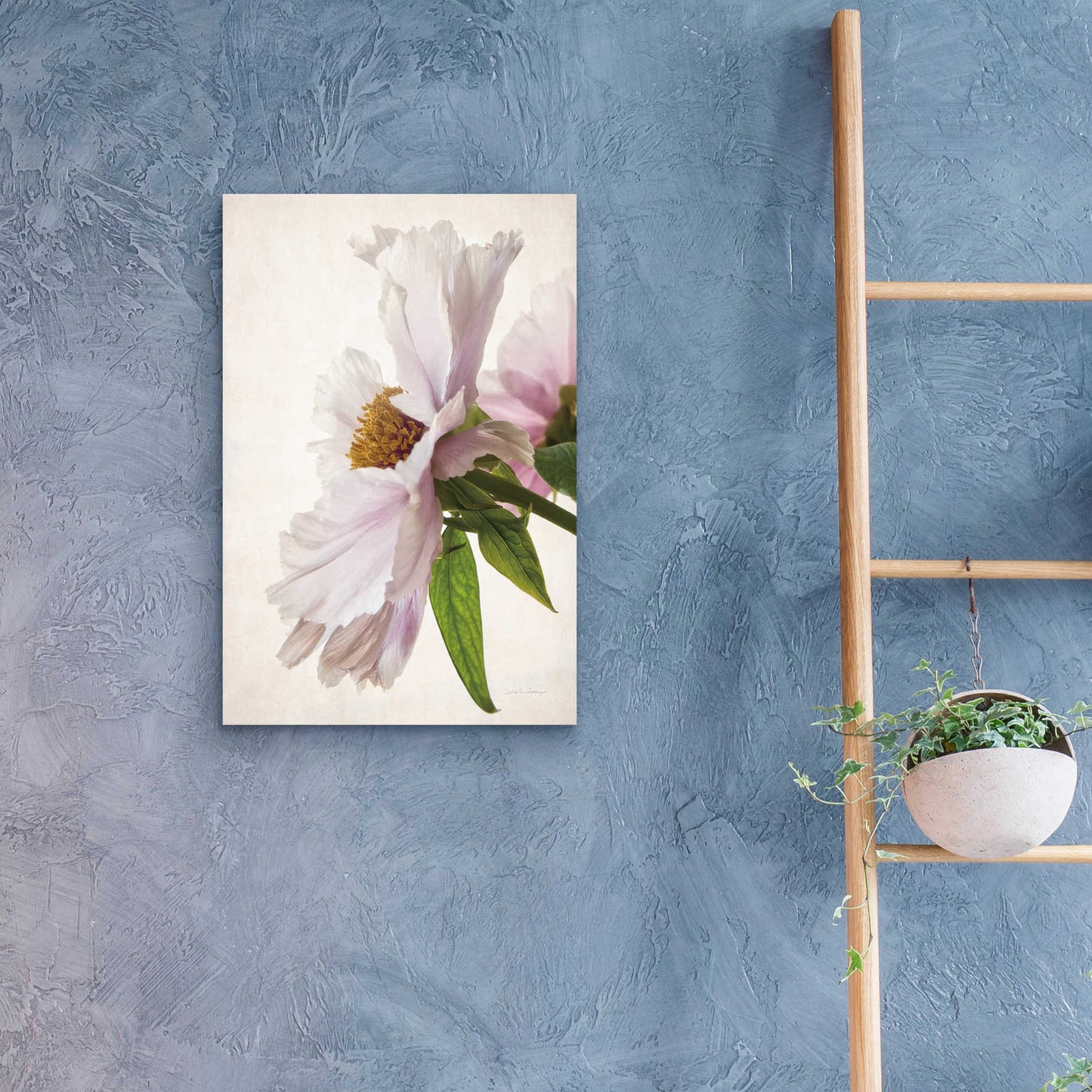 Epic Art 'Translucent Peony IV' by Debra Van Swearingen, Acrylic Glass Wall Art,16x24