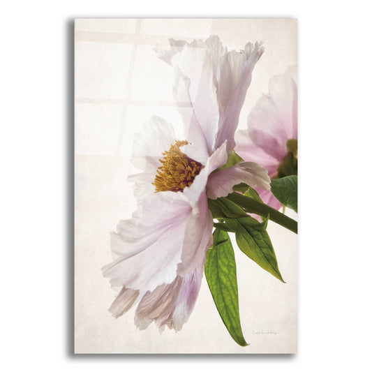 Epic Art 'Translucent Peony IV' by Debra Van Swearingen, Acrylic Glass Wall Art