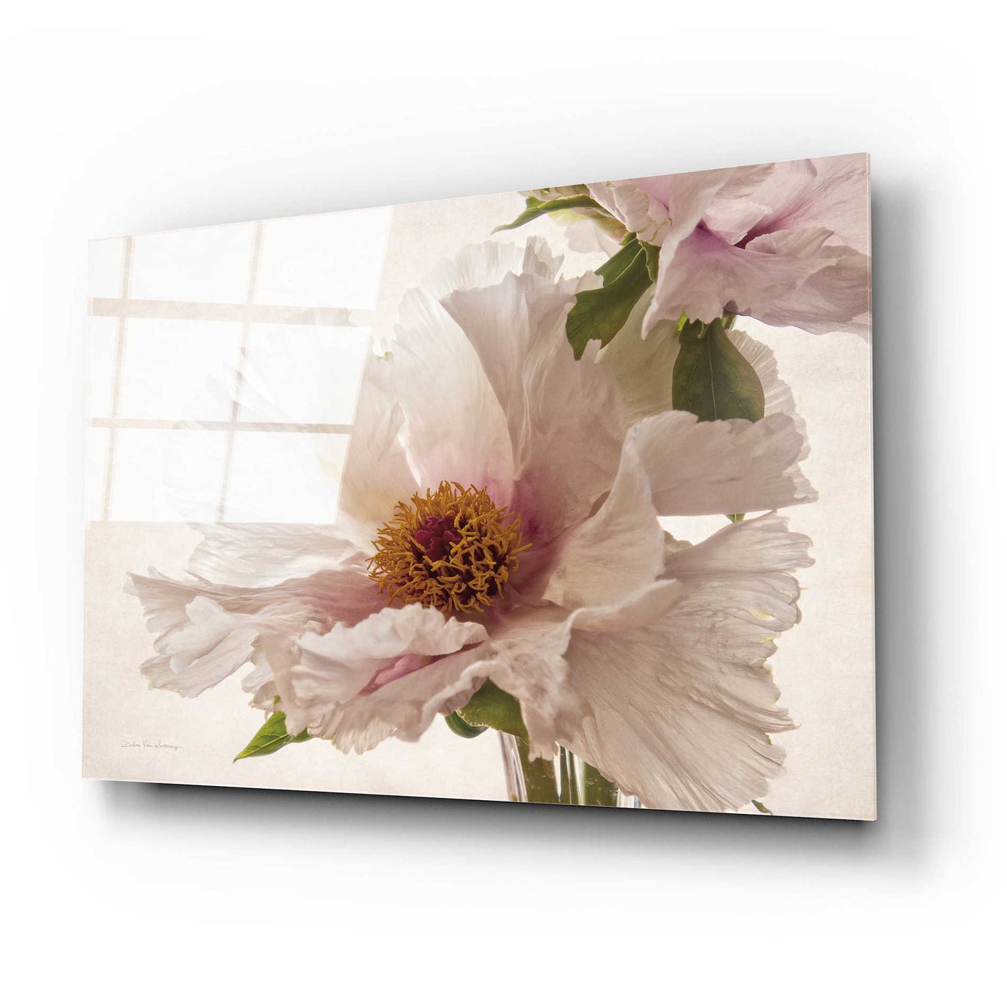 Epic Art 'Translucent Peony V' by Debra Van Swearingen, Acrylic Glass Wall Art,24x16