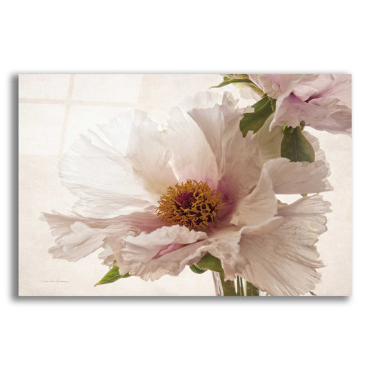 Epic Art 'Translucent Peony V' by Debra Van Swearingen, Acrylic Glass Wall Art