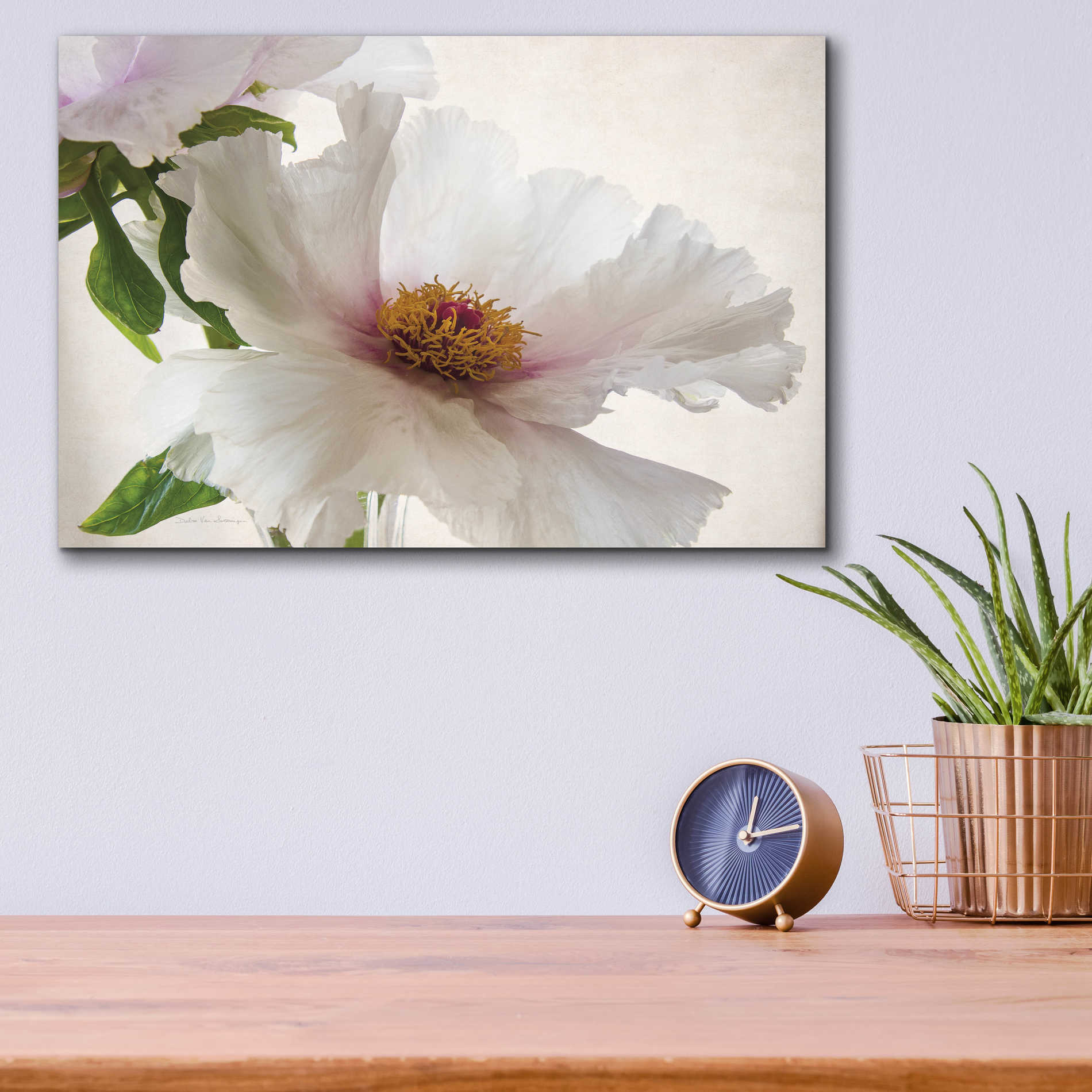 Epic Art 'Translucent Peony VI' by Debra Van Swearingen, Acrylic Glass Wall Art,16x12